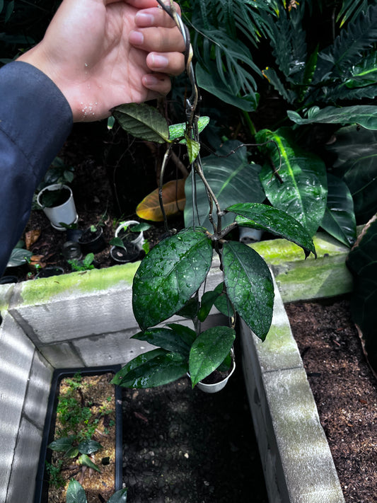 Hoya Sp Aceh Black Octopus