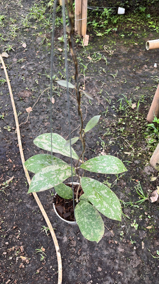 Hoya Kalimantan Barat Long Leaf