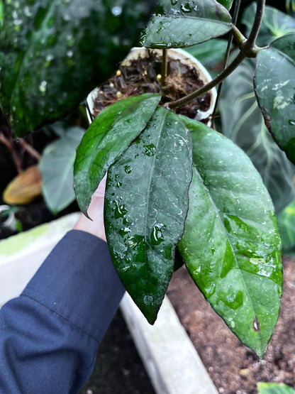 Hoya Sp Aceh Black Octopus