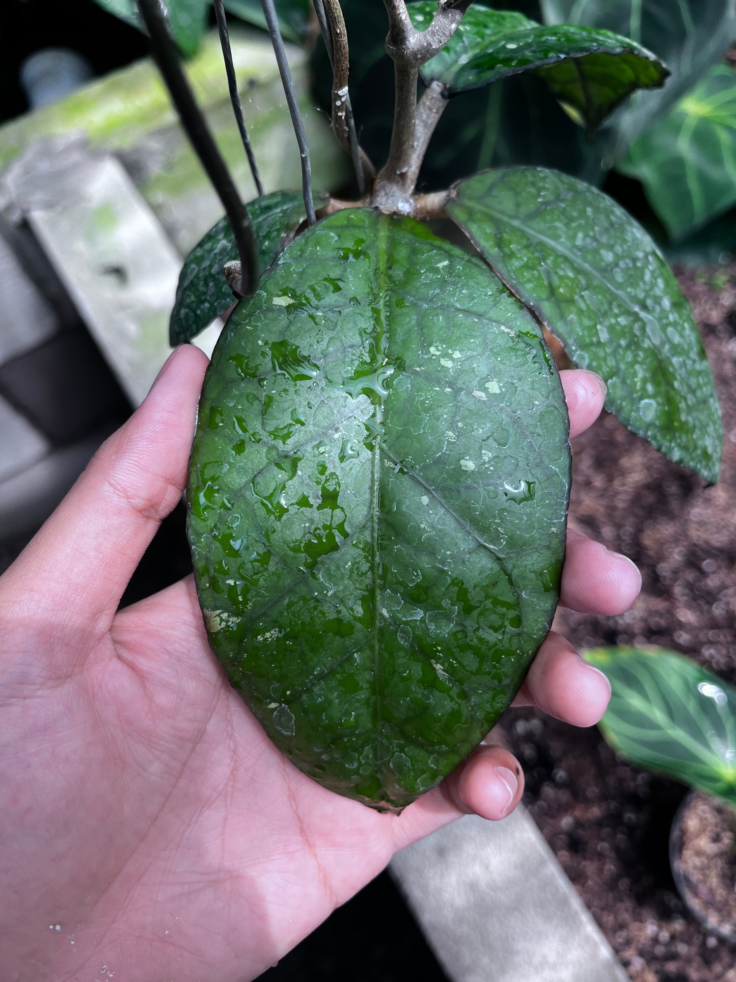 Hoya Sp Aceh Black Octopus