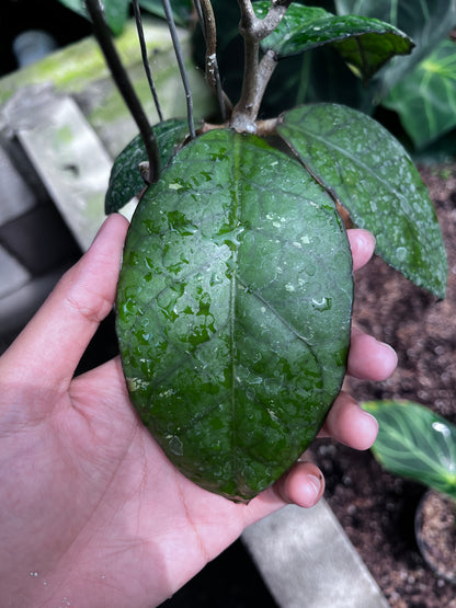 Hoya Sp Aceh Black Octopus