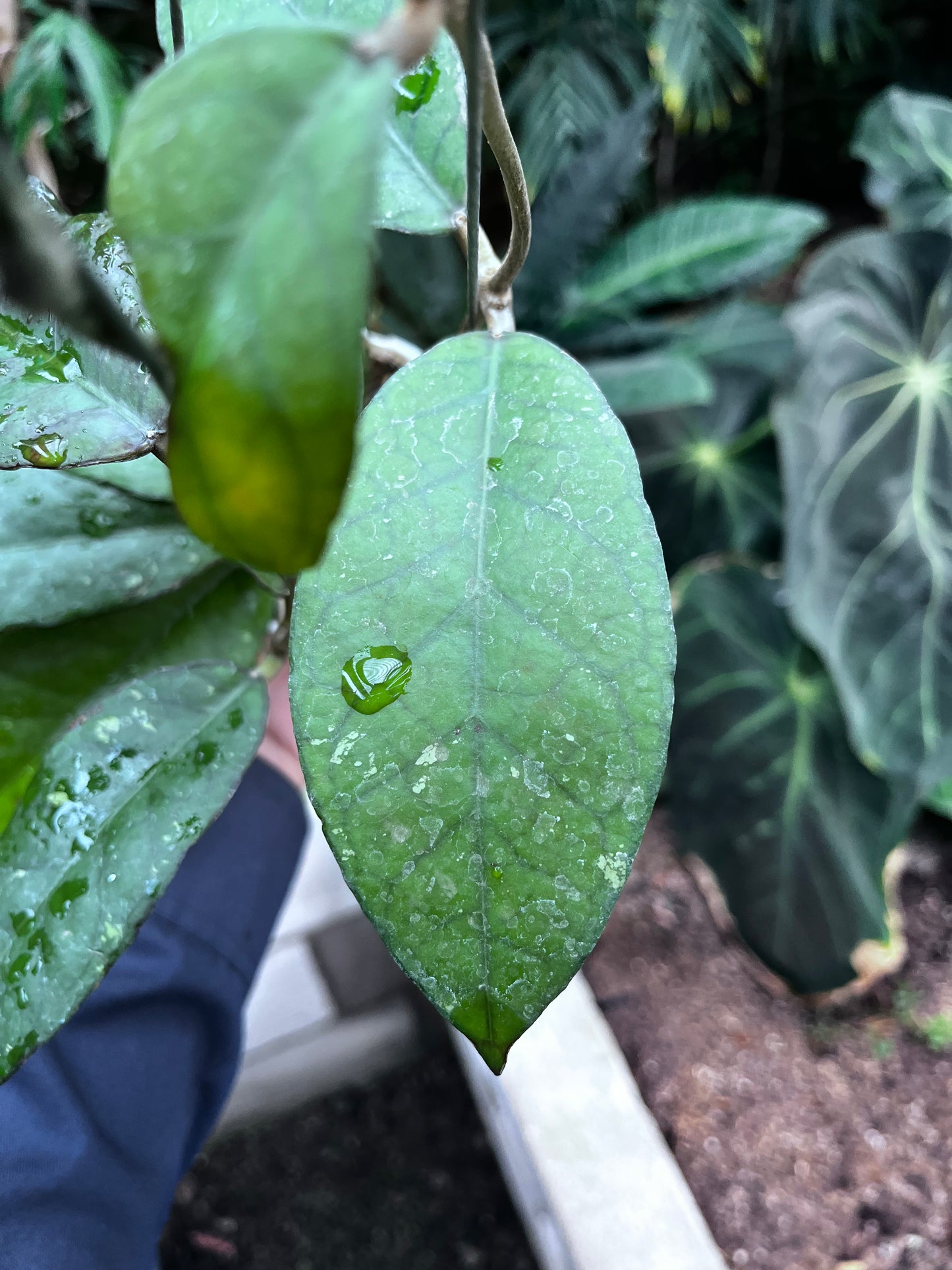 Hoya Sp Aceh Black Octopus