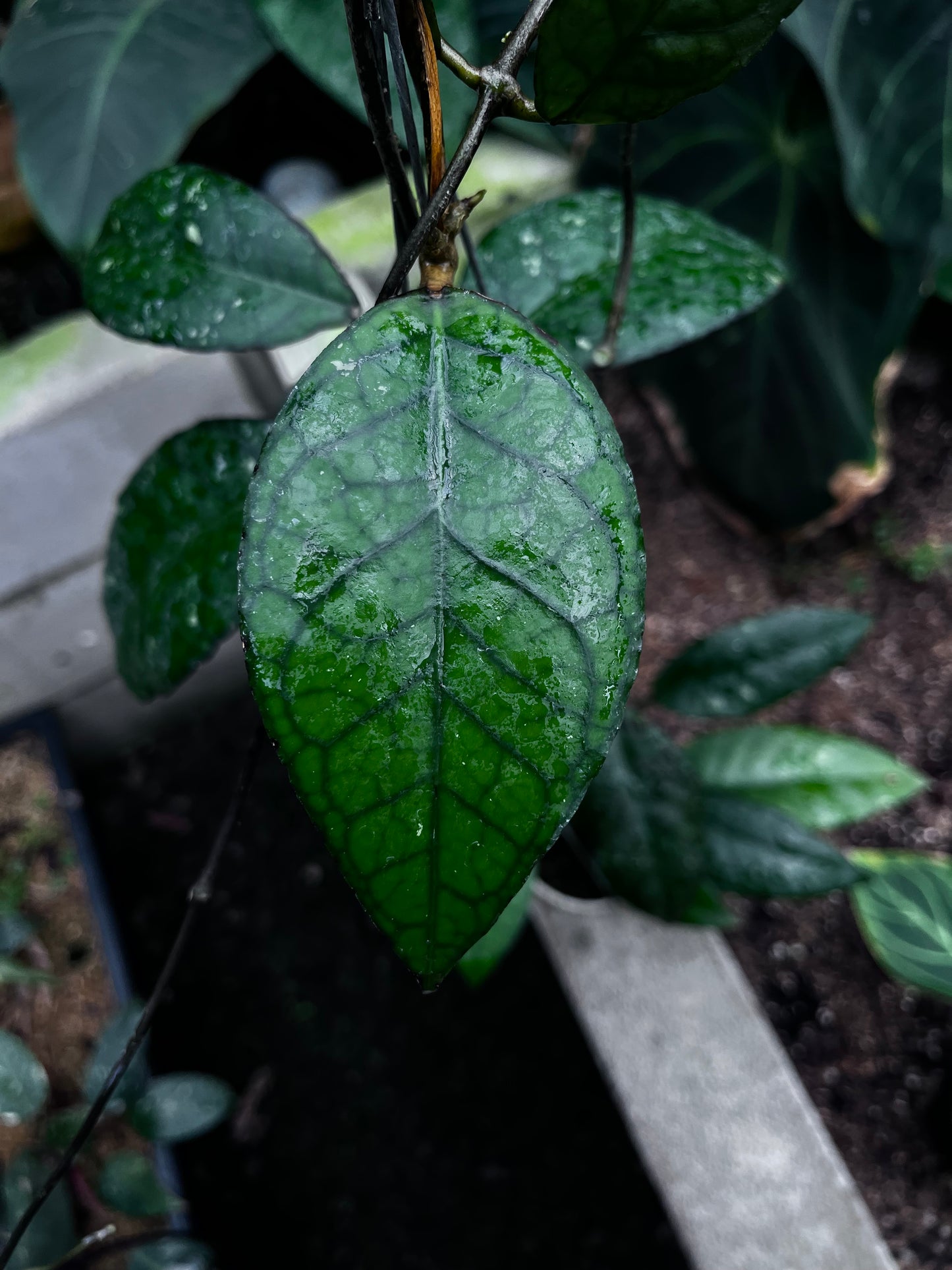 Hoya Sp Aceh Black Octopus