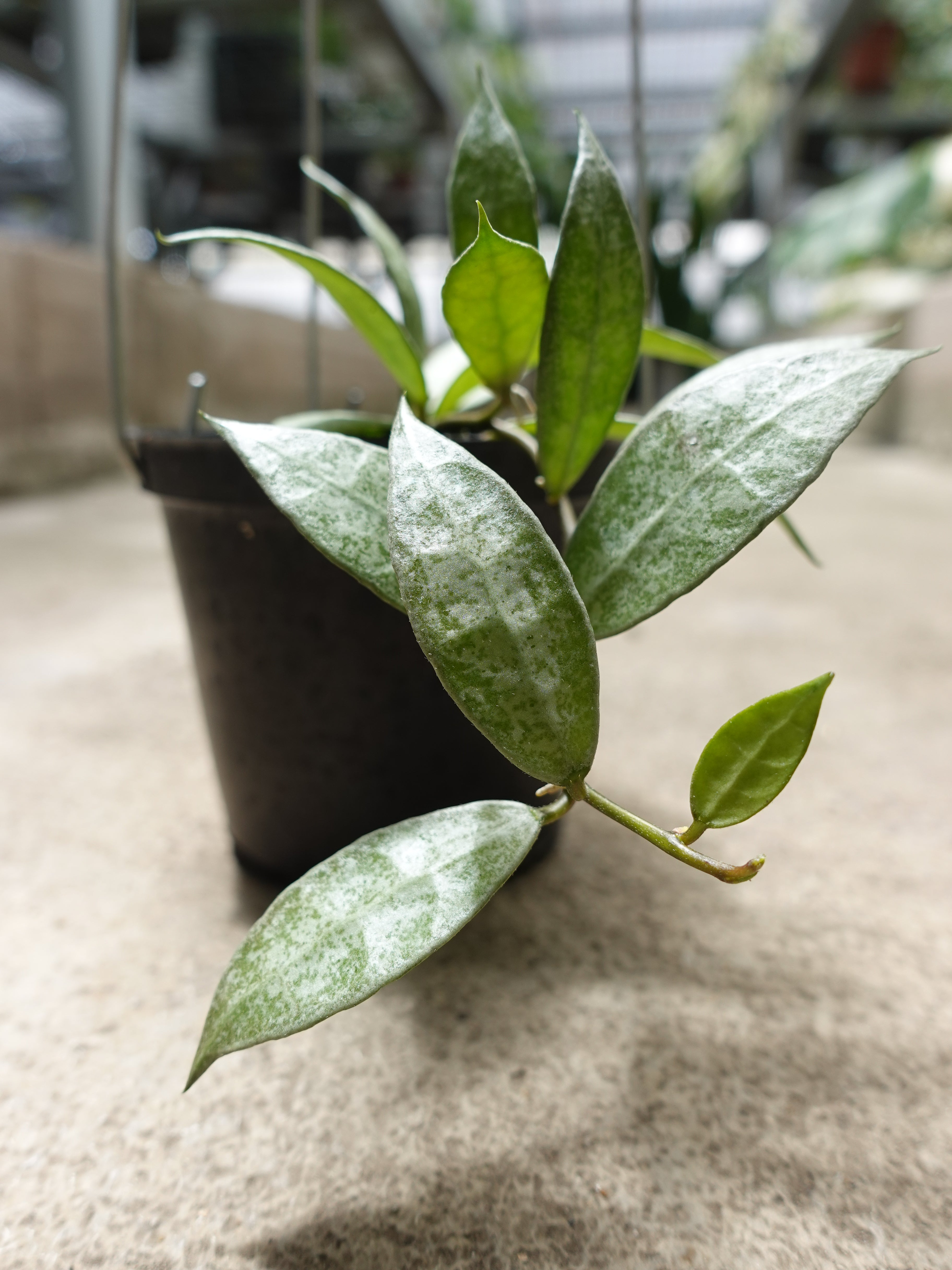 Hoya Lacunosa White Pearl