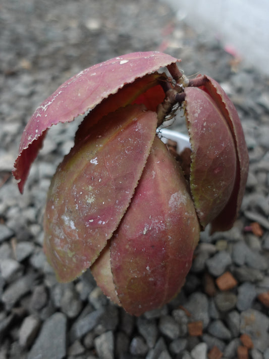 Hoya Undulata Red