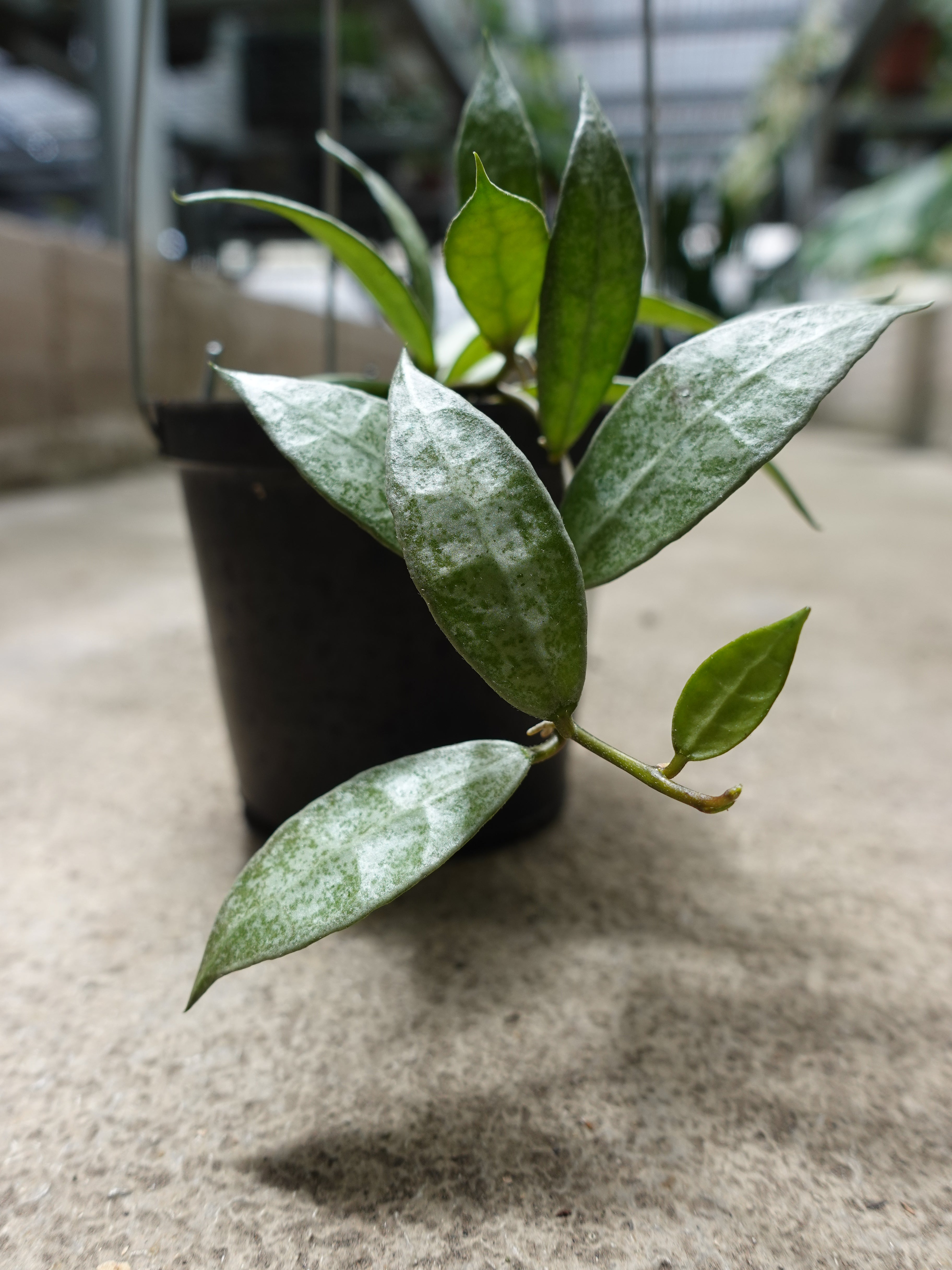 Hoya Lacunosa White Pearl