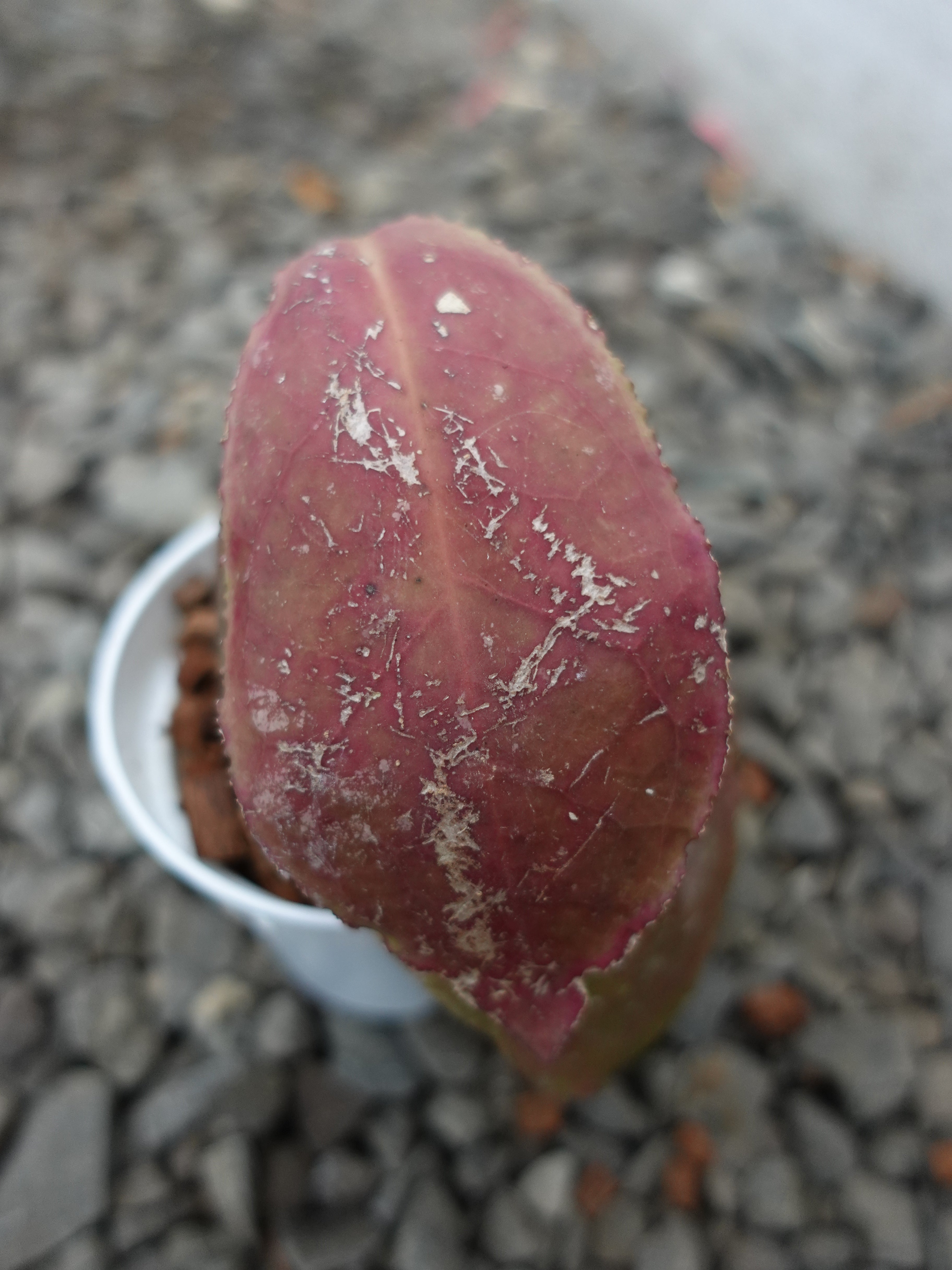 Hoya Undulata Red