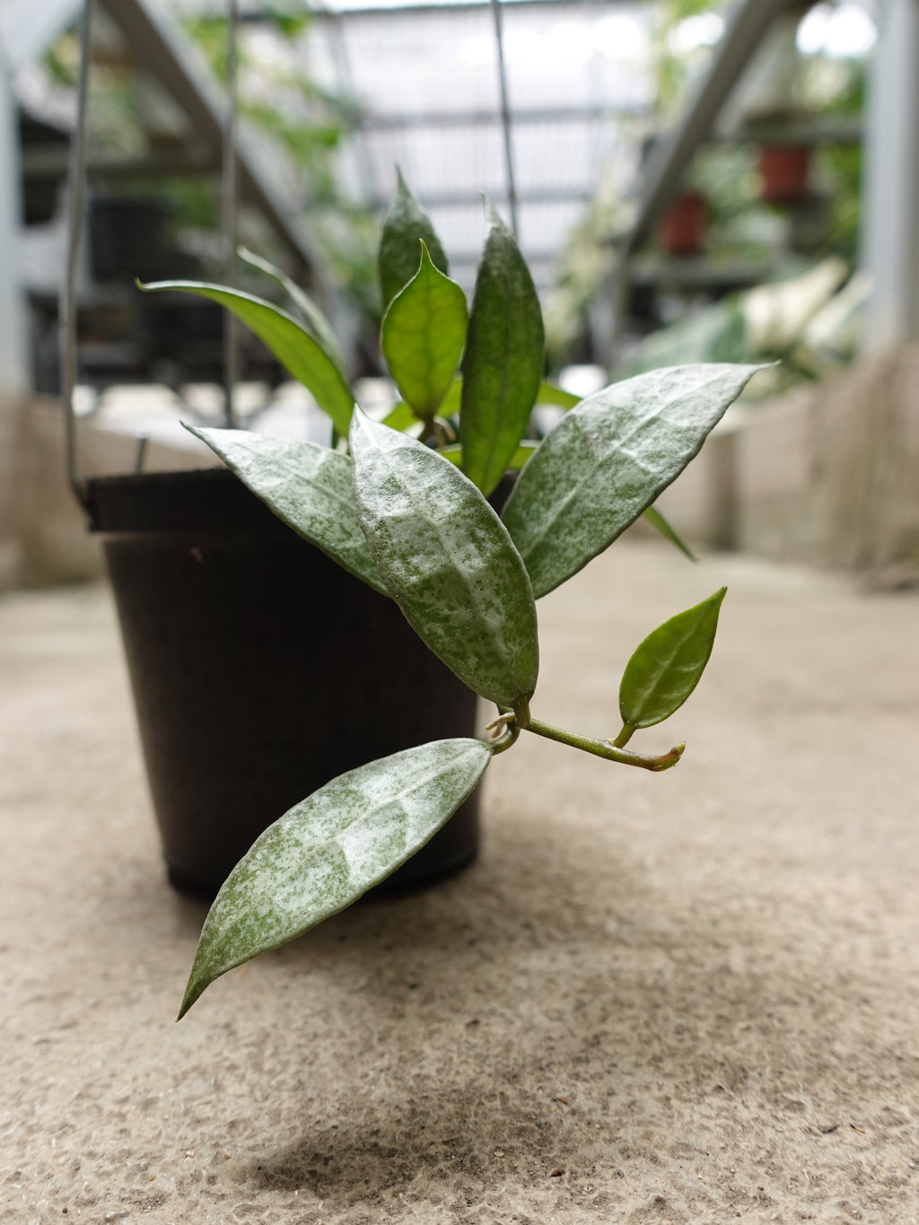 Hoya Lacunosa White Pearl