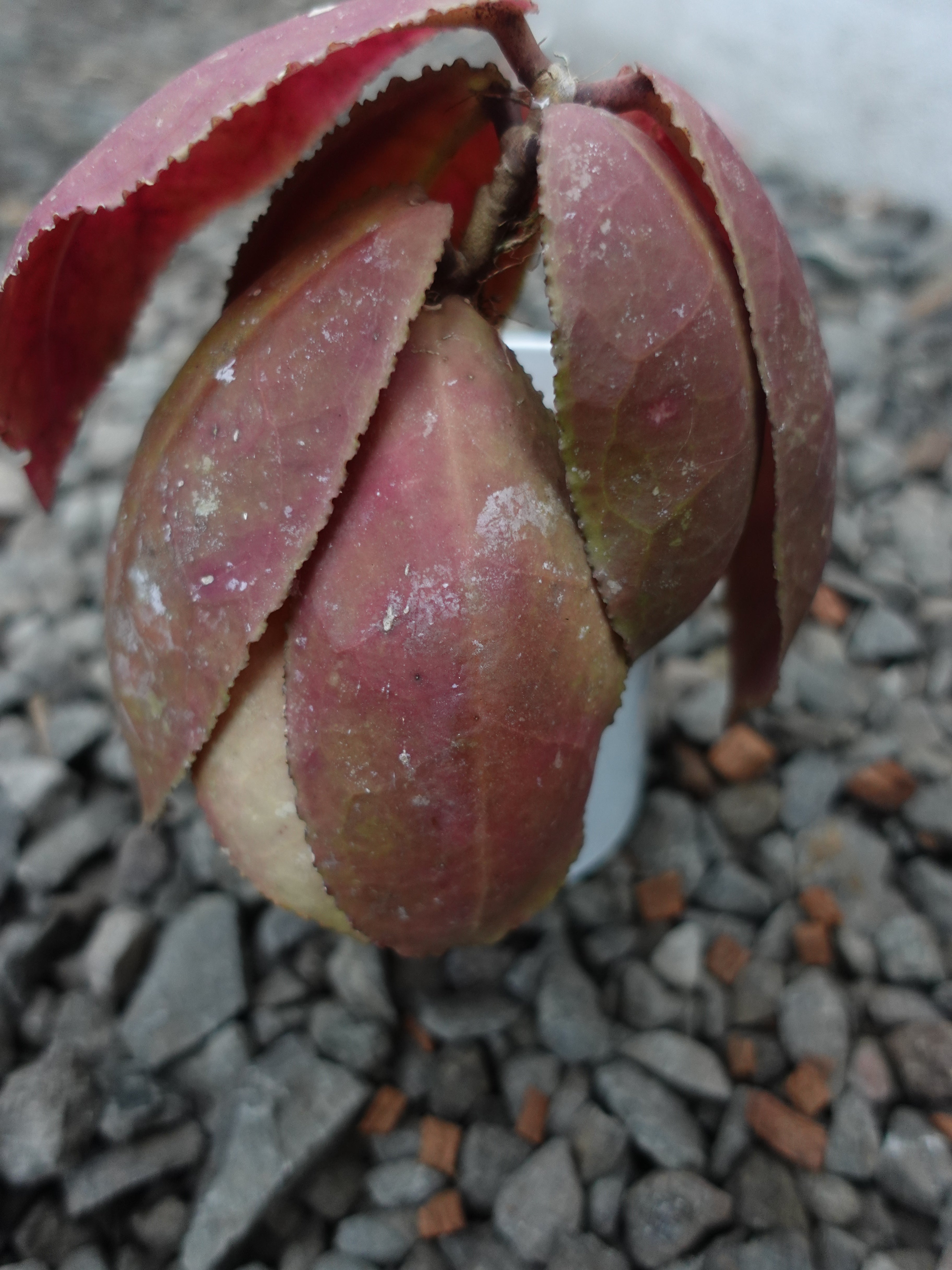 Hoya Undulata Red