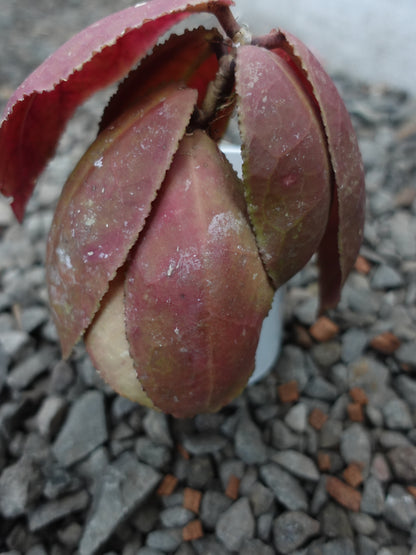 Hoya Undulata Red