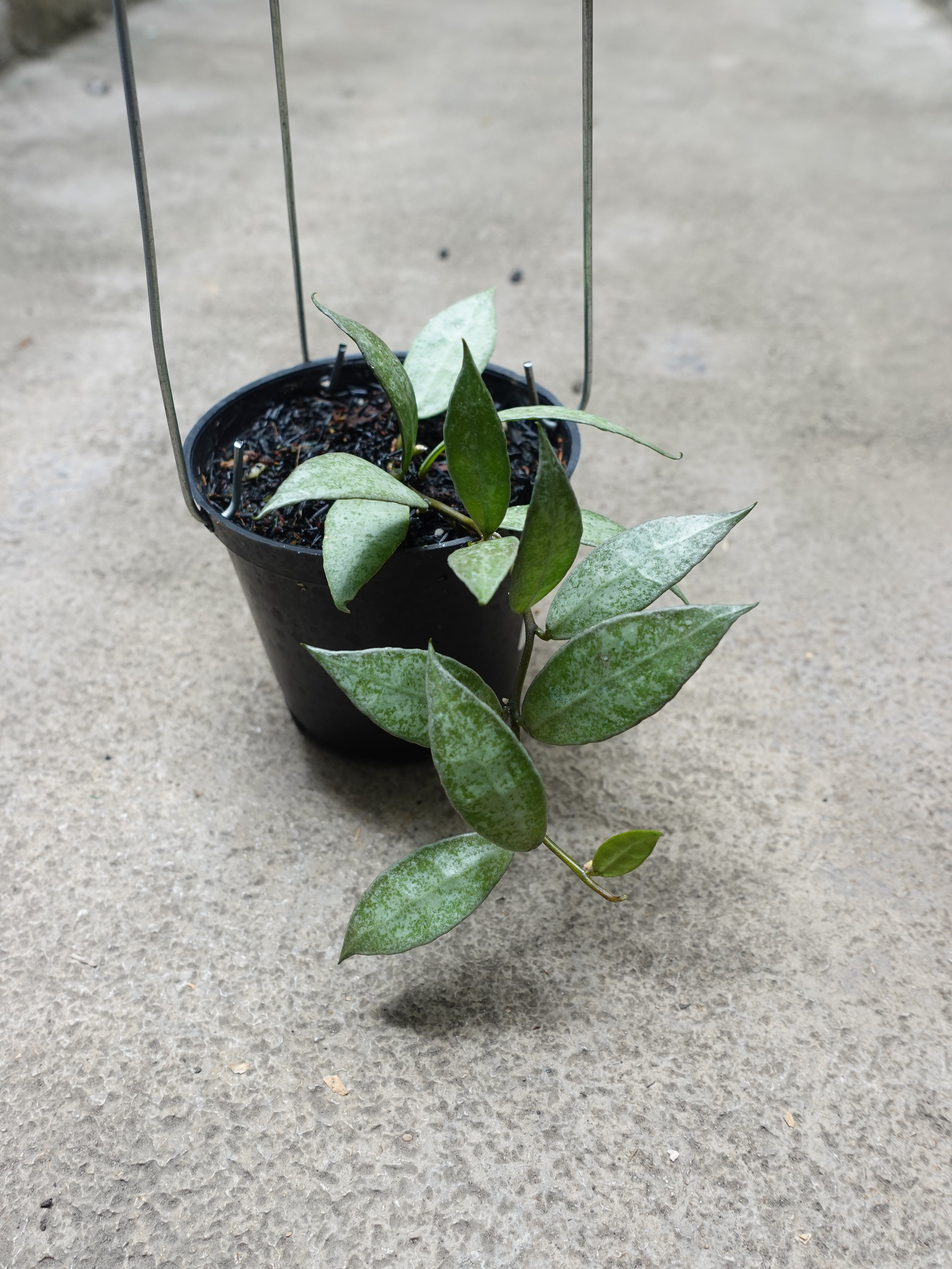 Hoya Lacunosa White Pearl