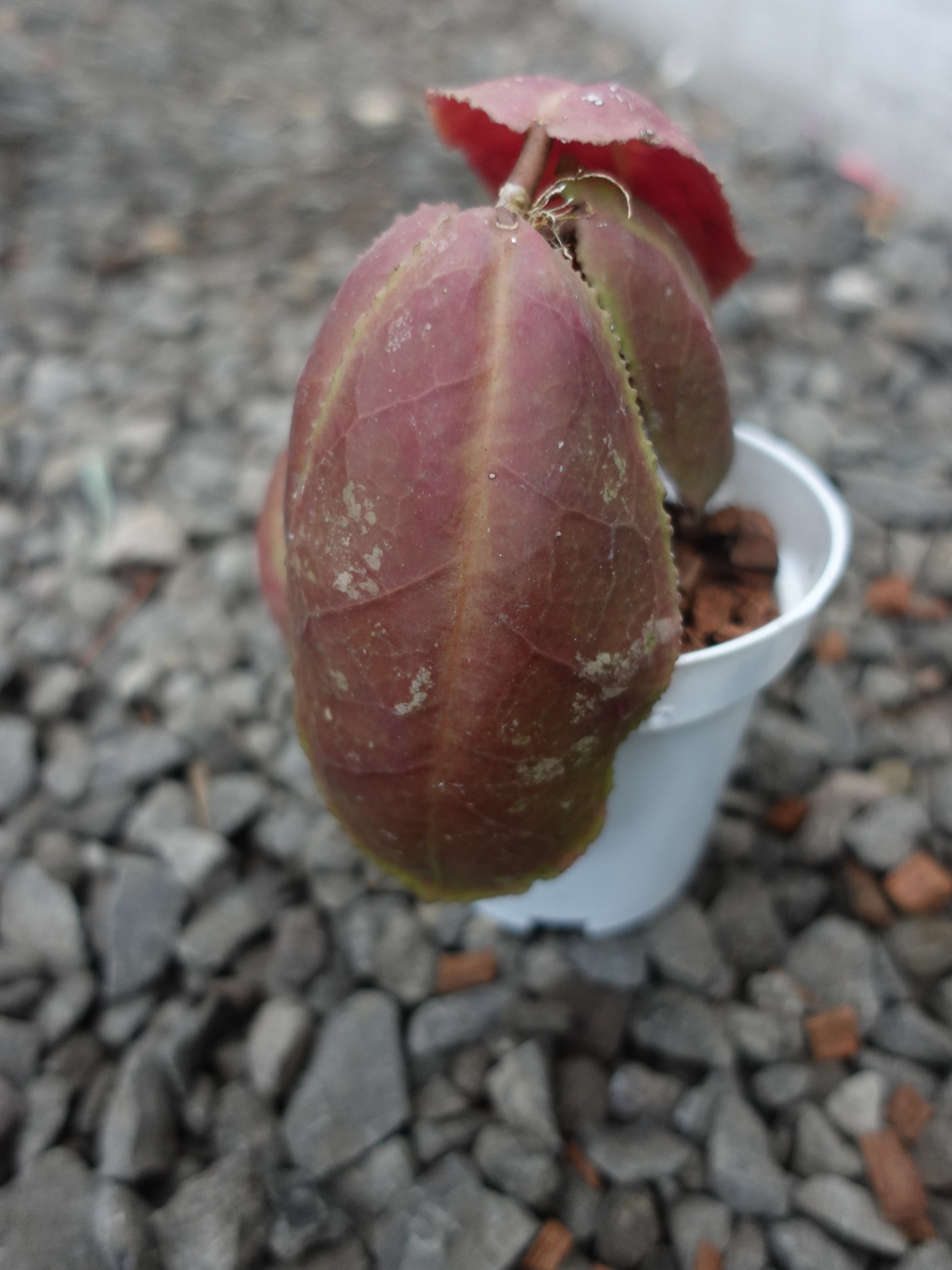 Hoya Undulata Red