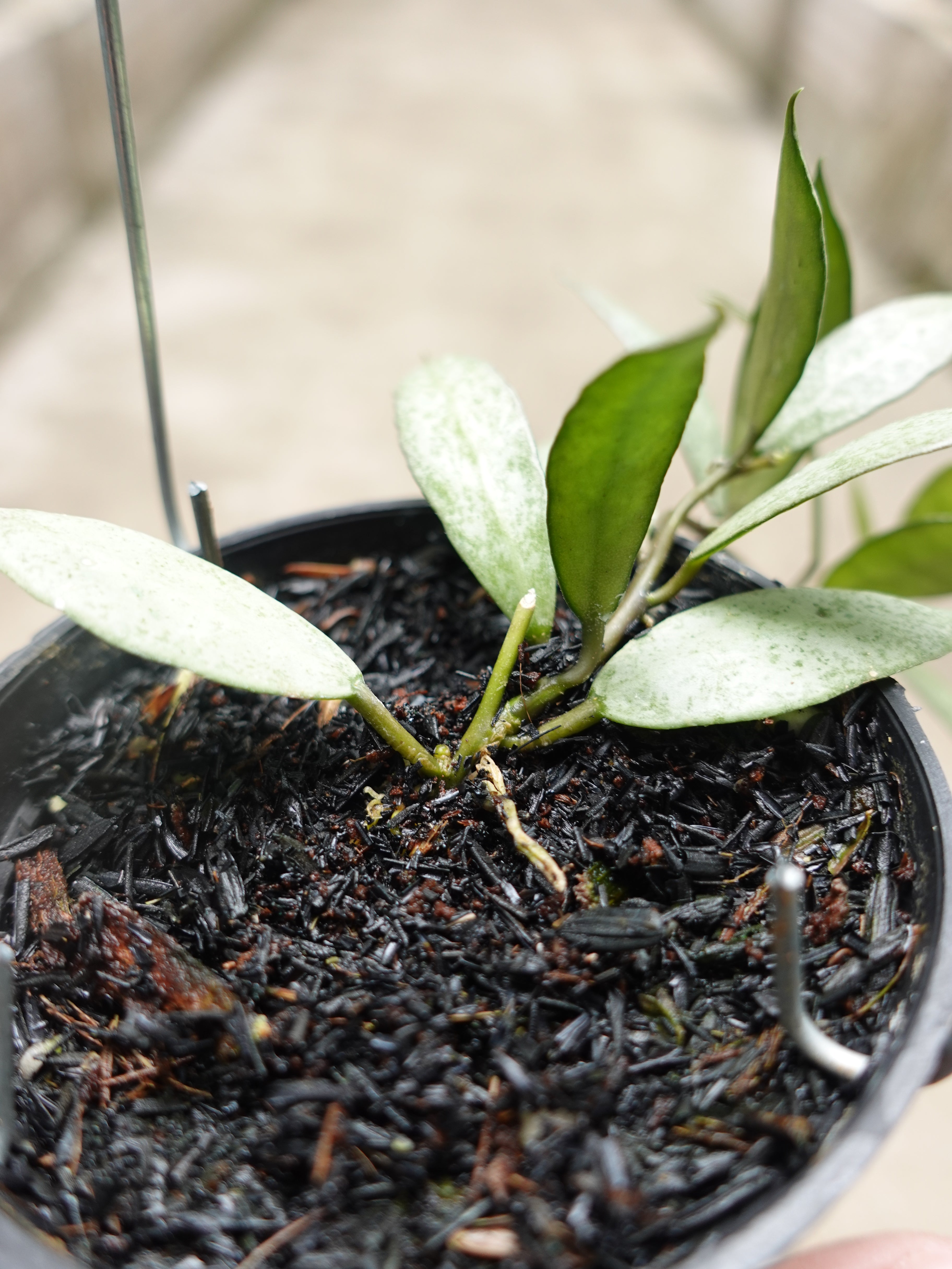 Hoya Lacunosa White Pearl