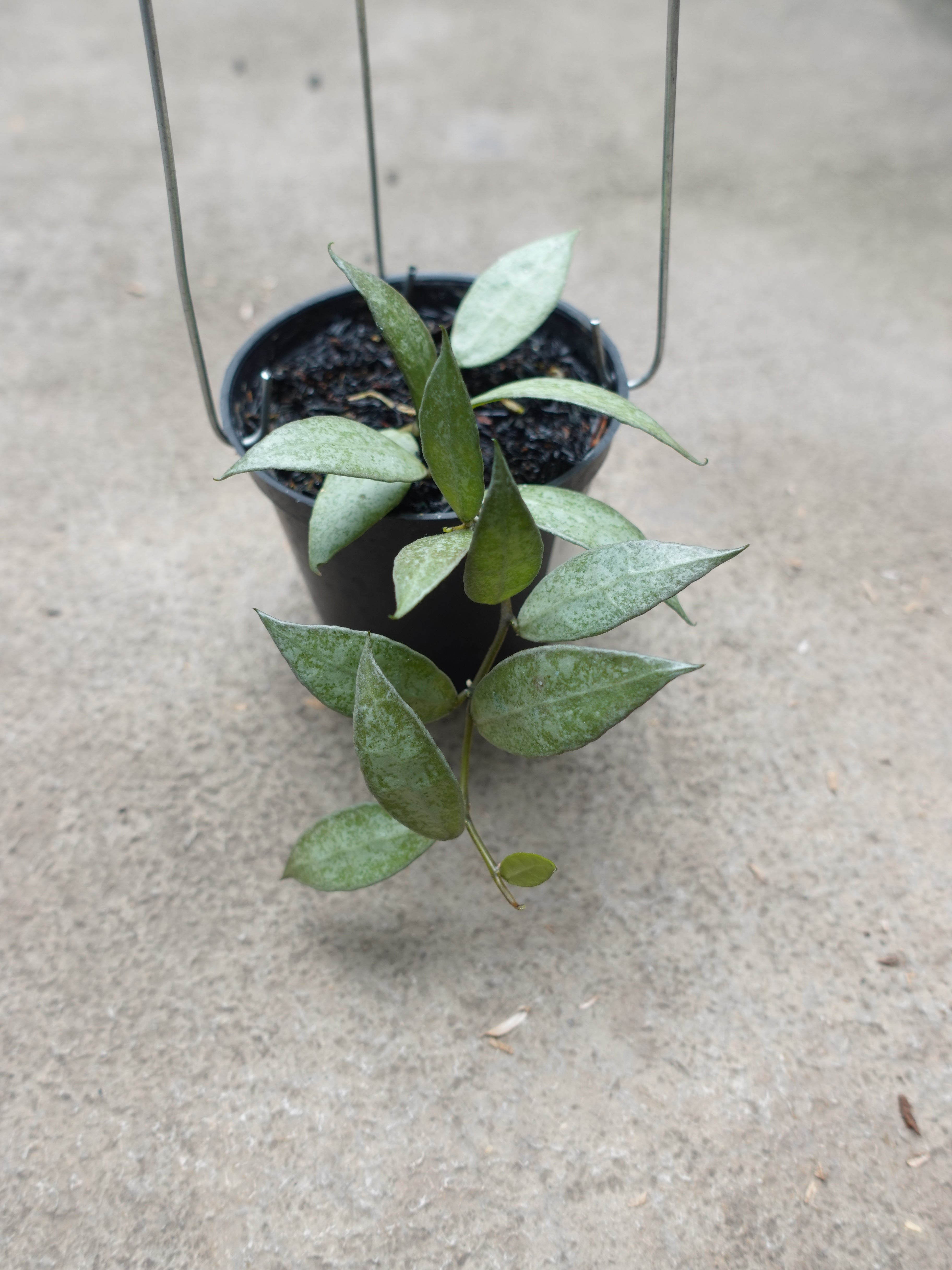 Hoya Lacunosa White Pearl