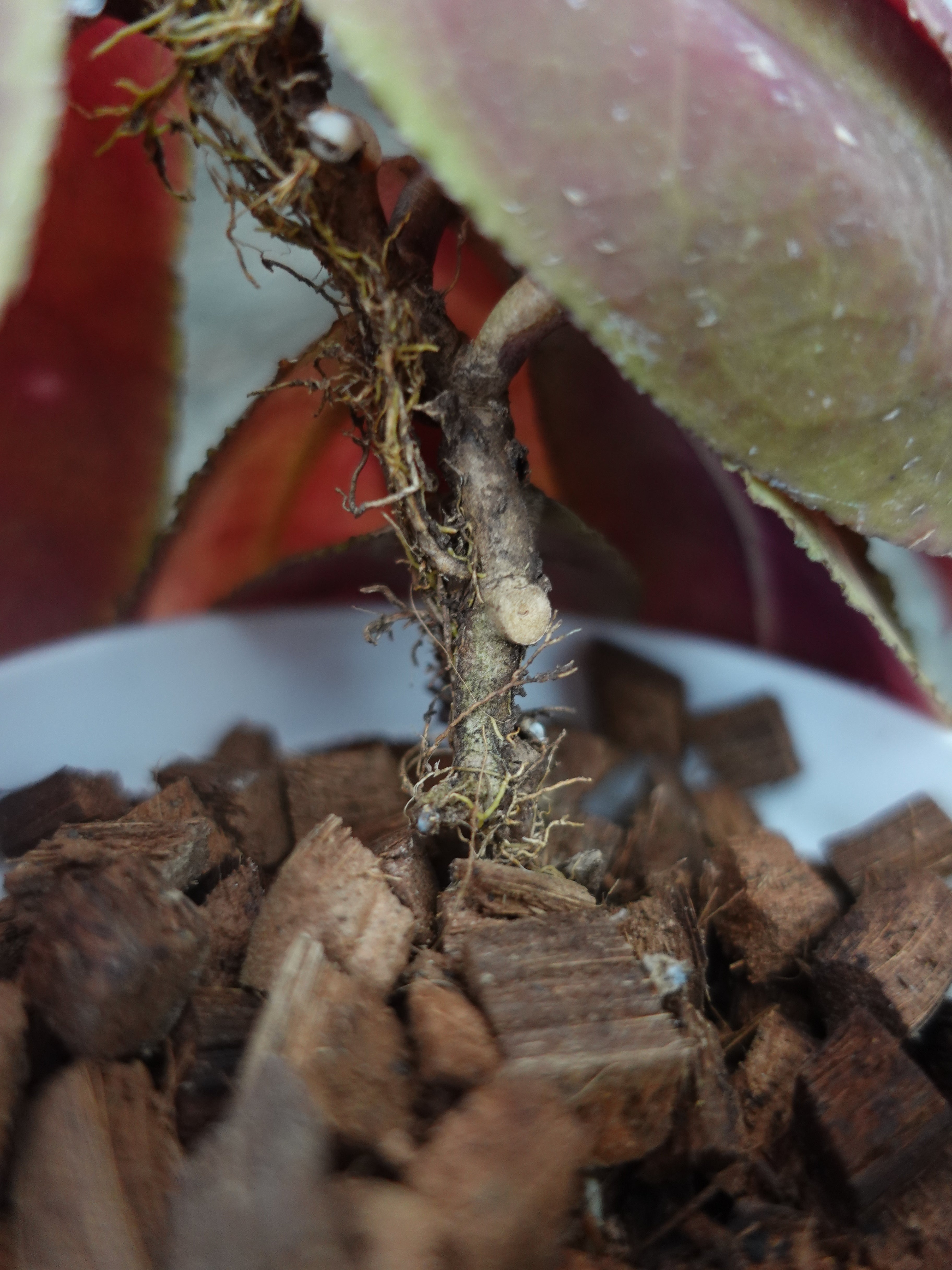 Hoya Undulata Red