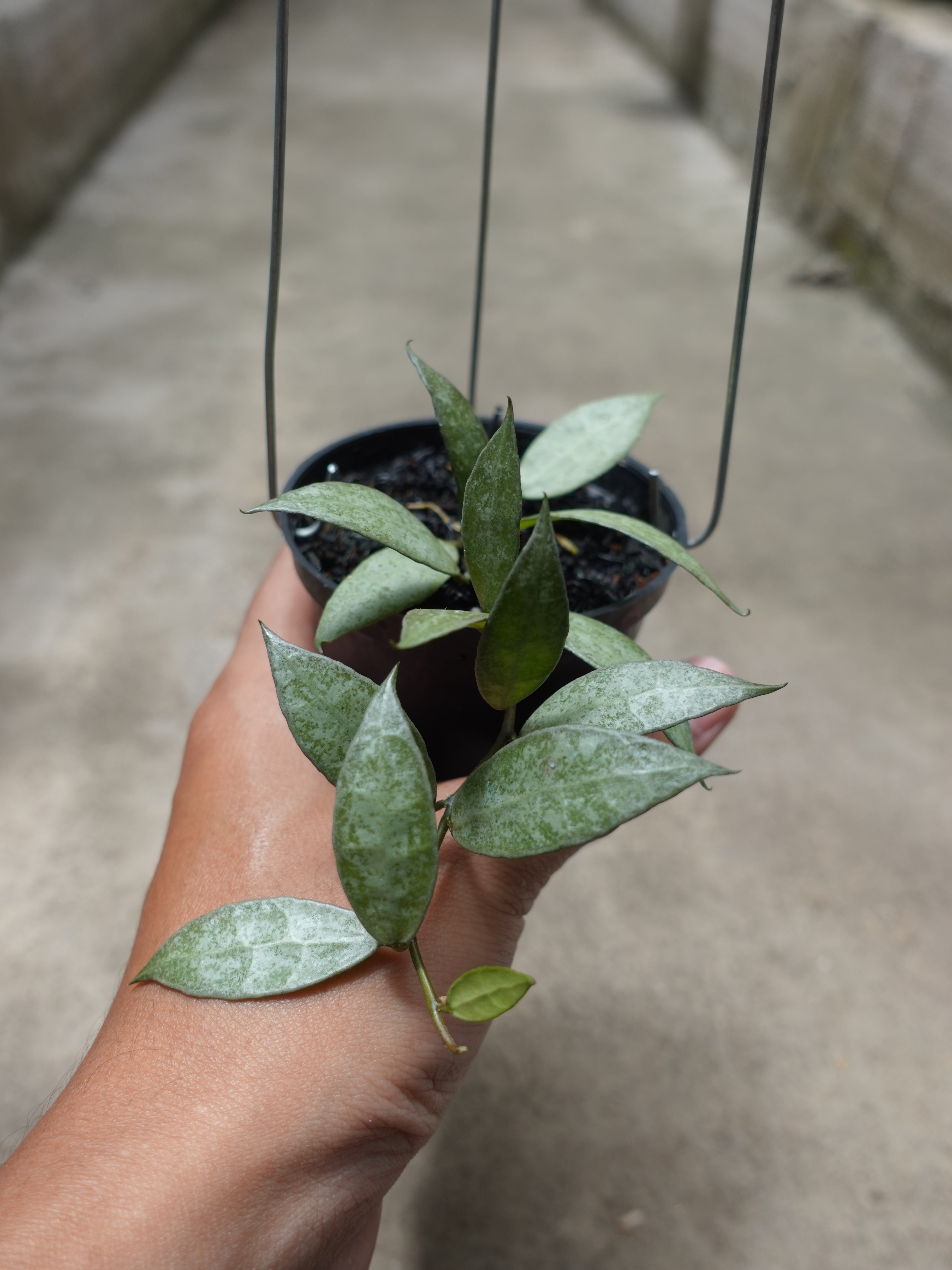 Hoya Lacunosa White Pearl