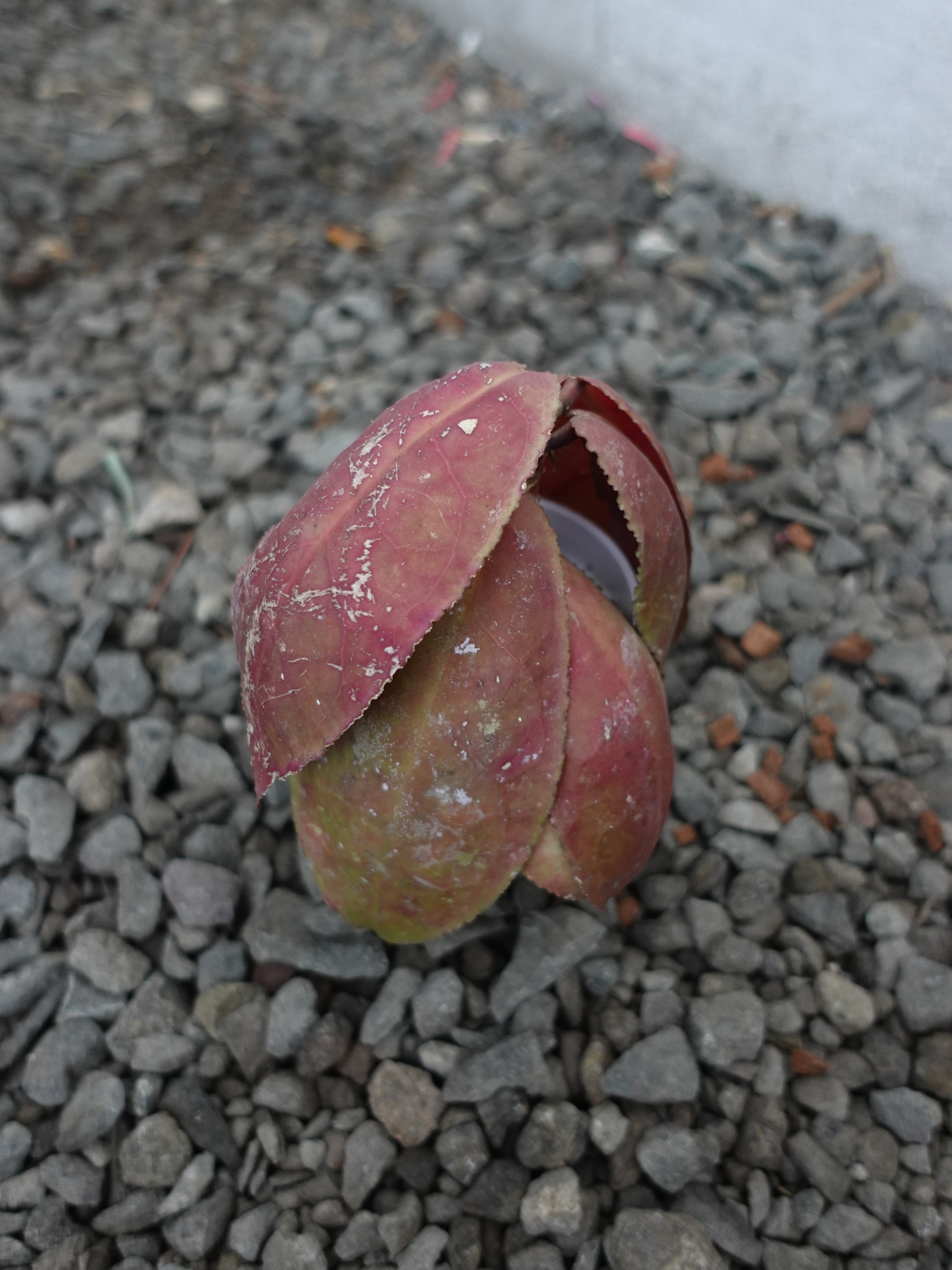 Hoya Undulata Red