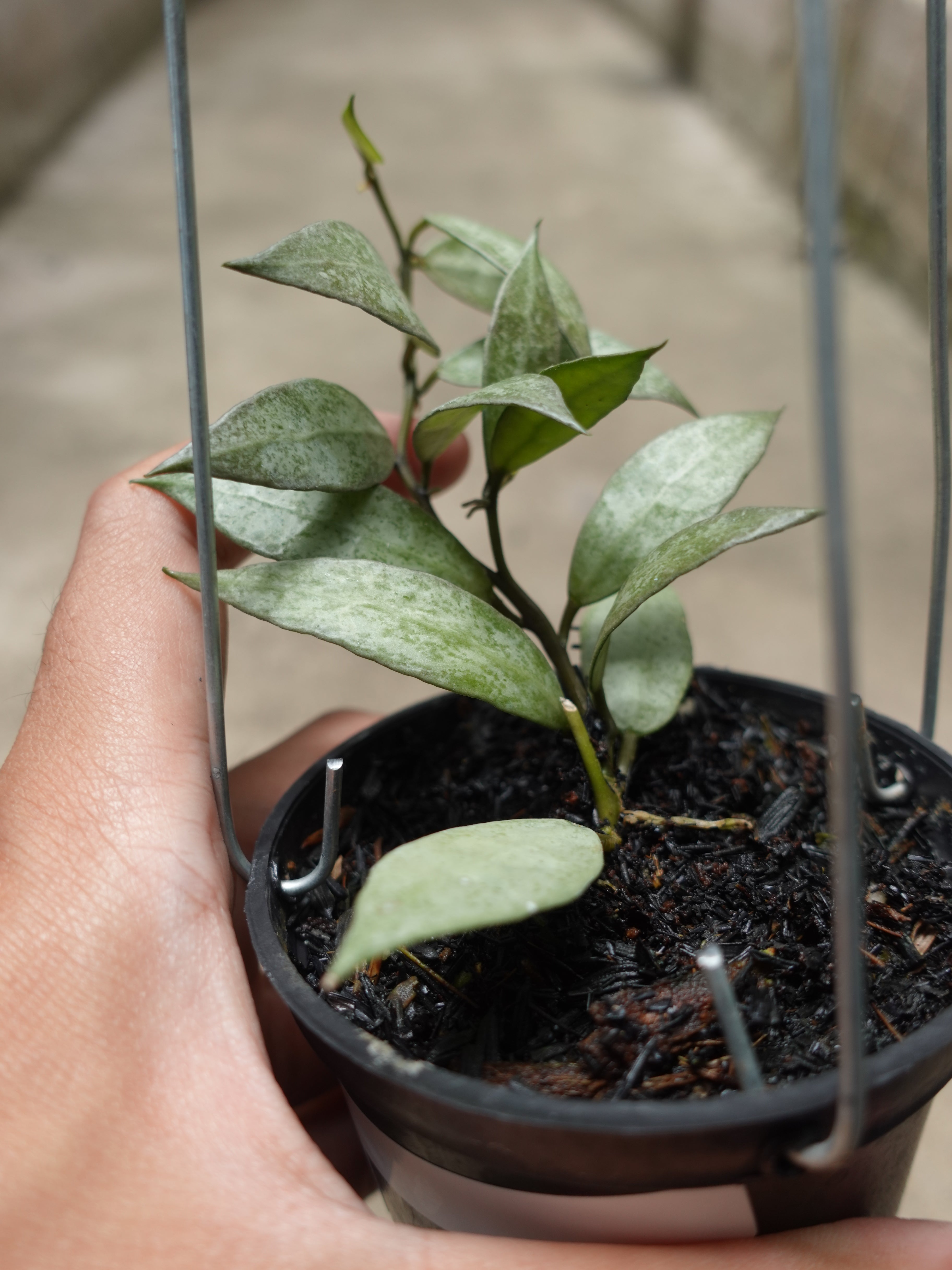 Hoya Lacunosa White Pearl
