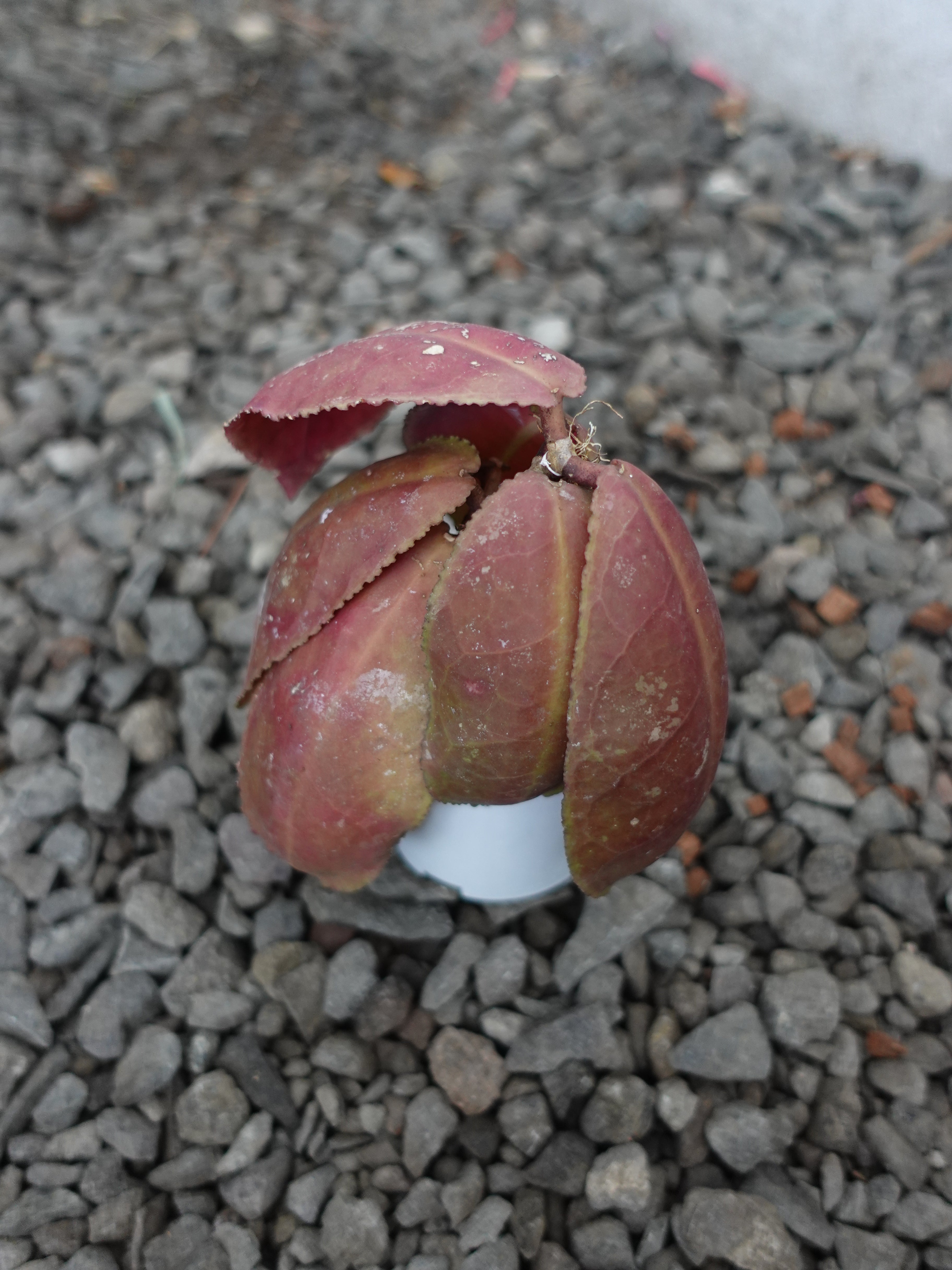 Hoya Undulata Red