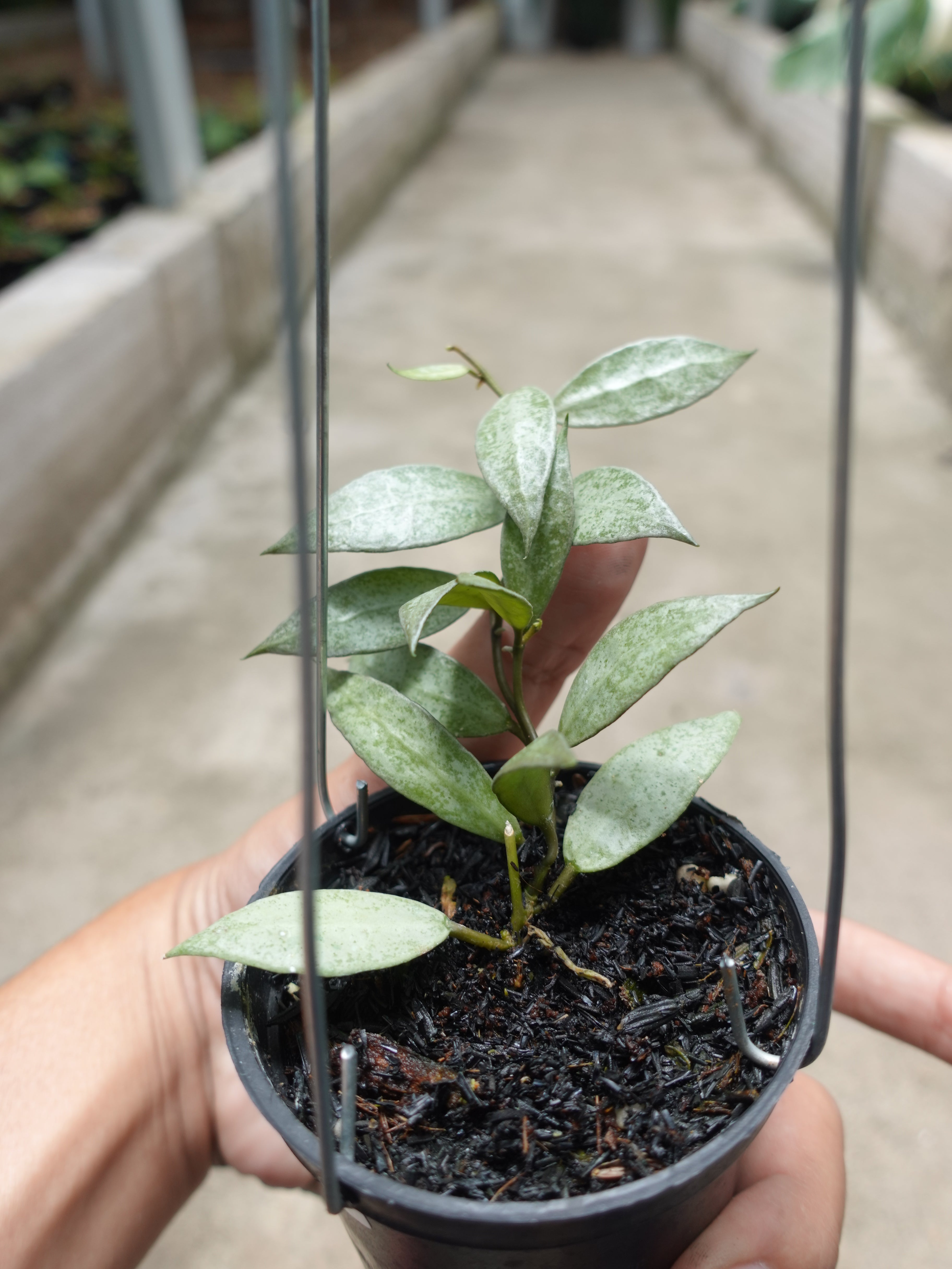 Hoya Lacunosa White Pearl