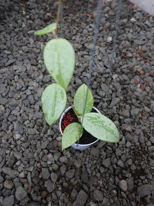 Hoya Verticilata Silver