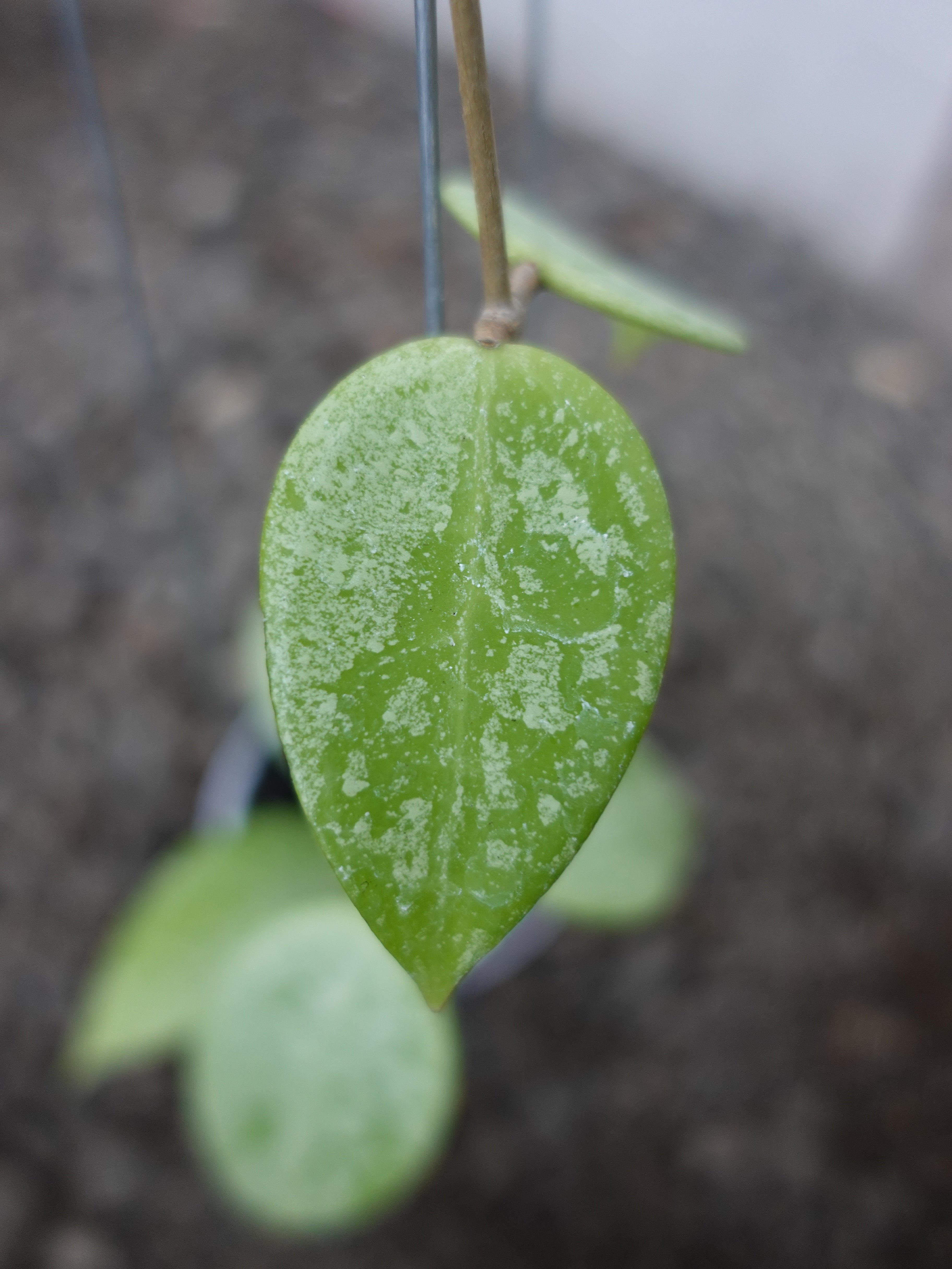 Hoya Verticilata Silver