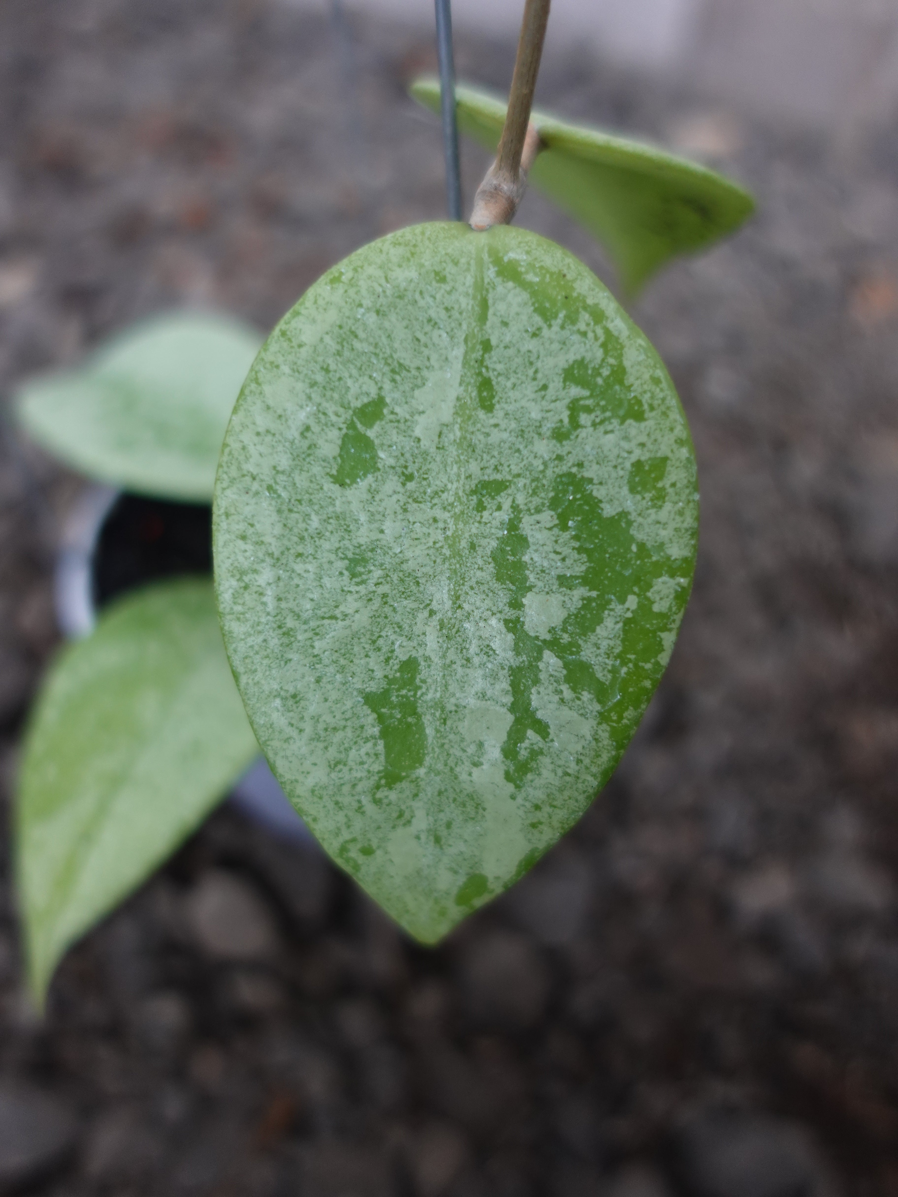 Hoya Verticilata Silver