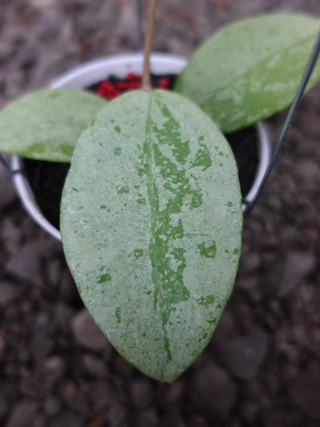 Hoya Verticilata Silver