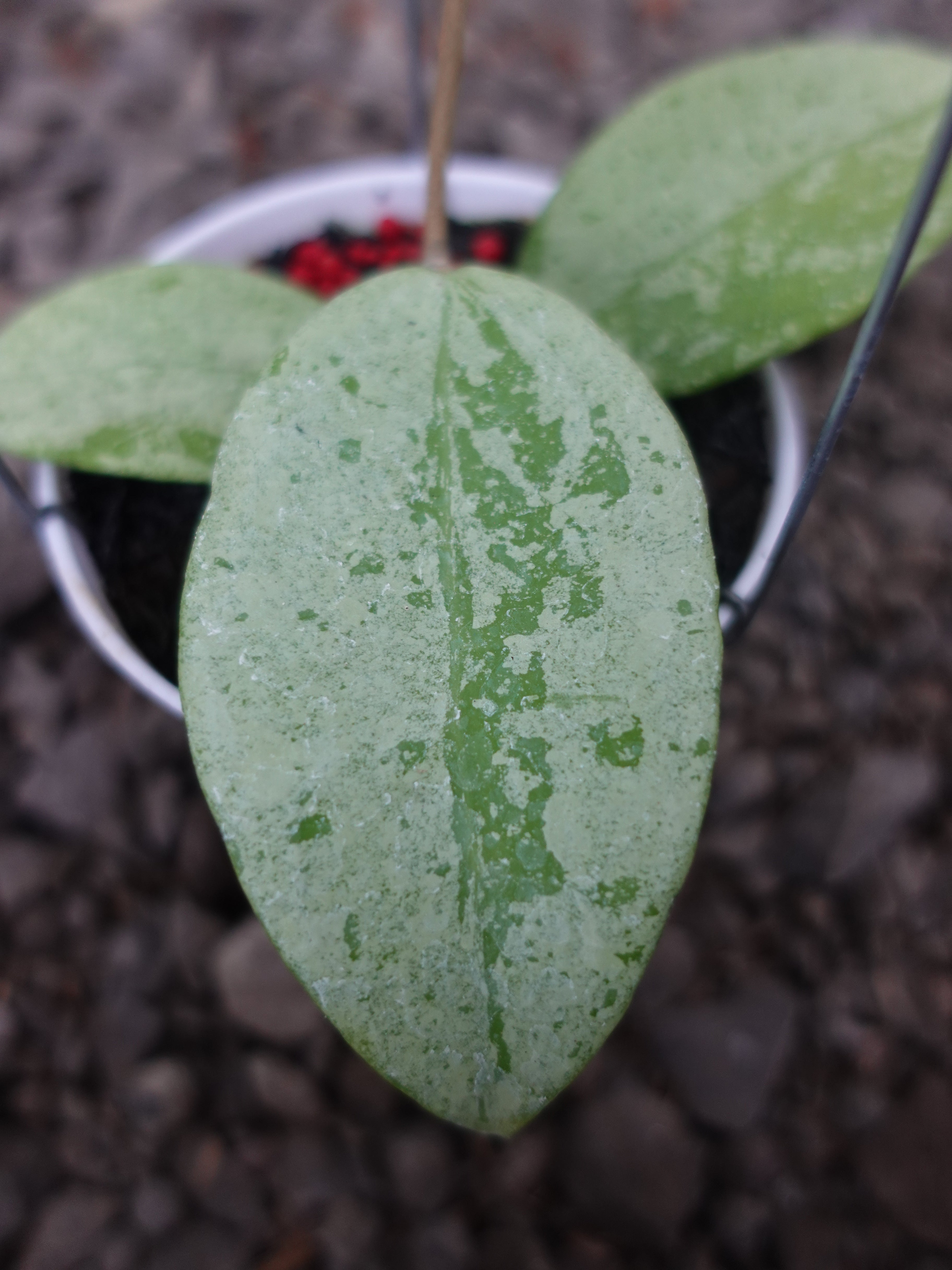 Hoya Verticilata Silver