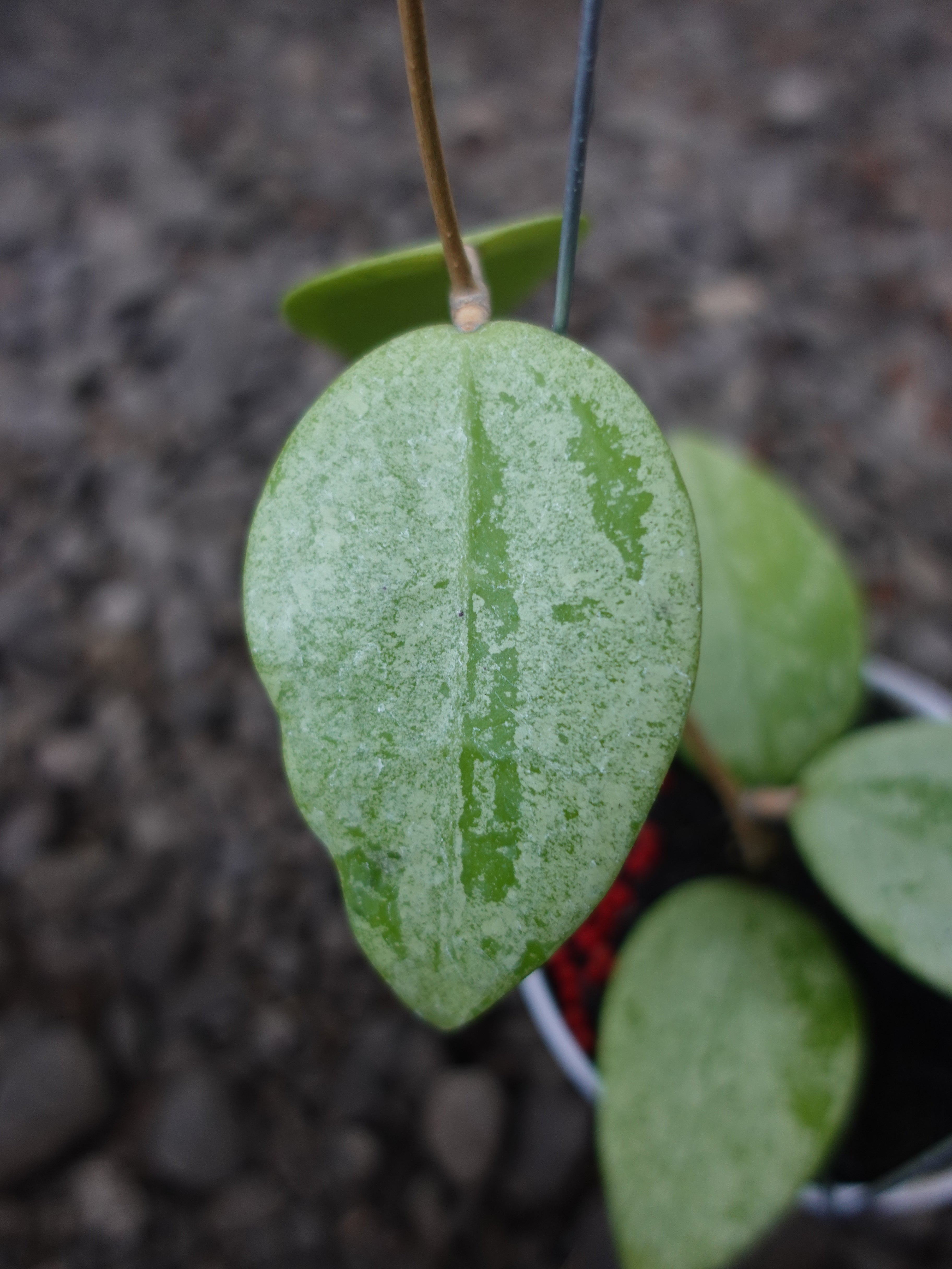 Hoya Verticilata Silver