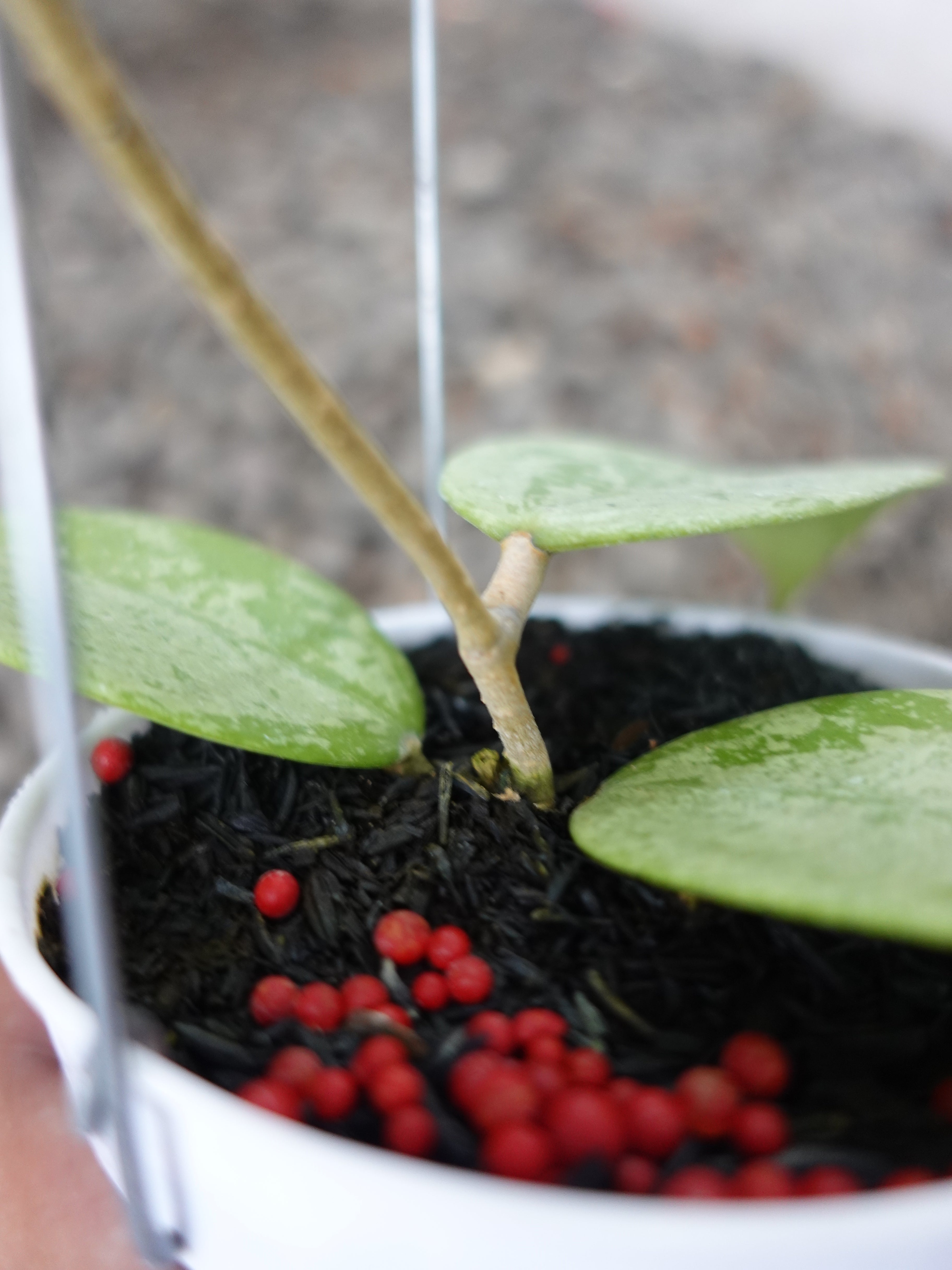 Hoya Verticilata Silver