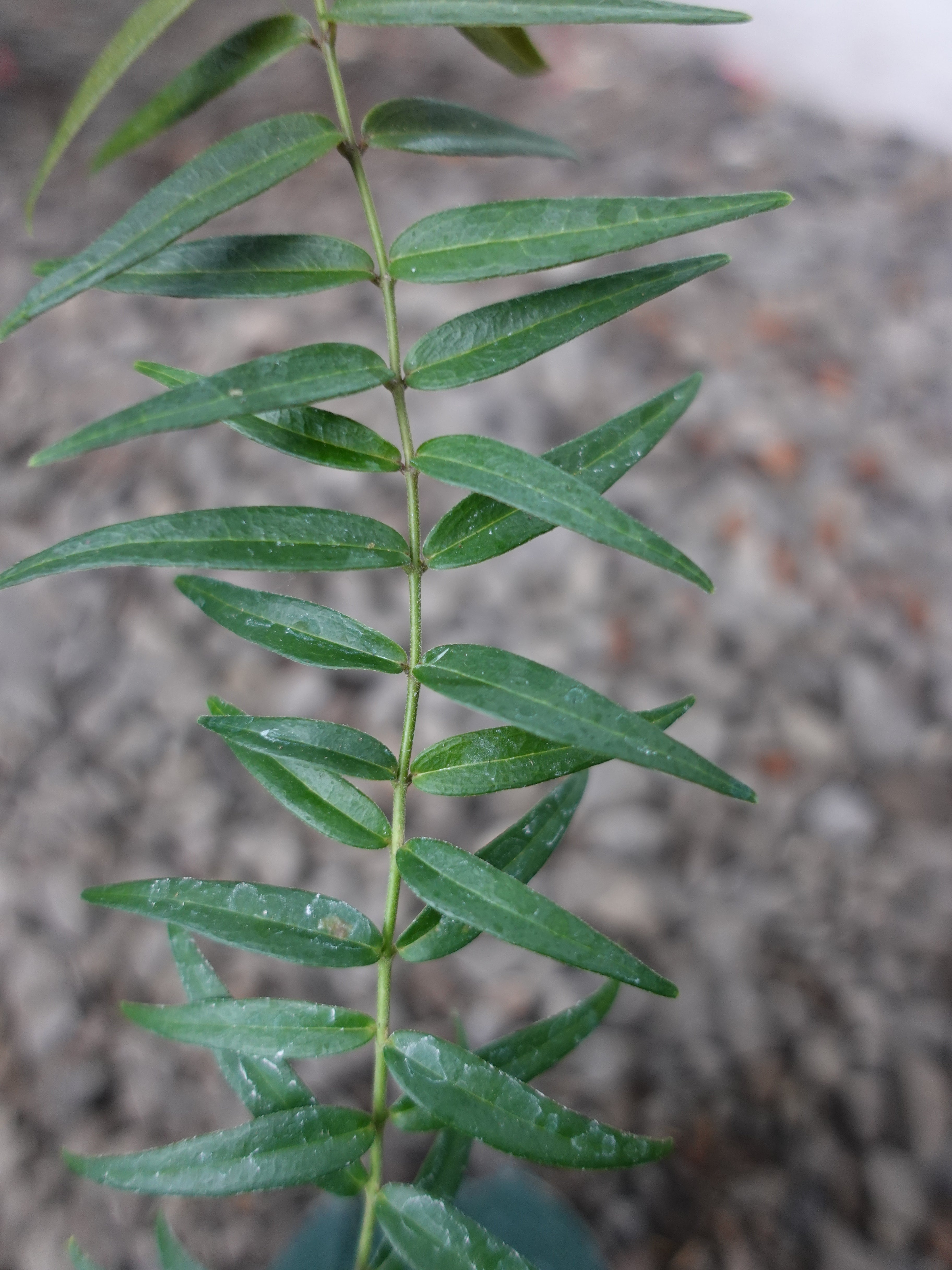 Hoya Oligantha