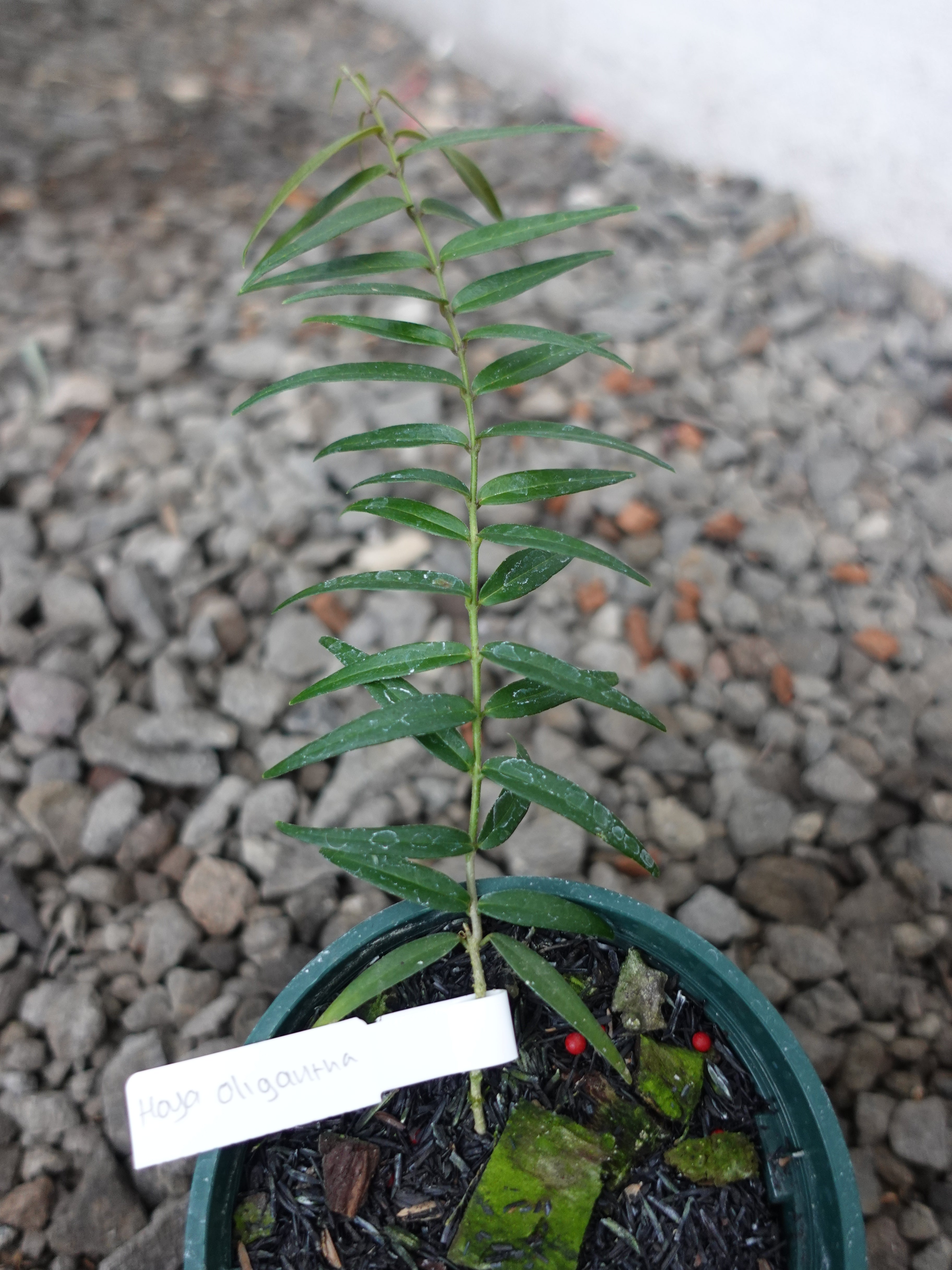 Hoya Oligantha