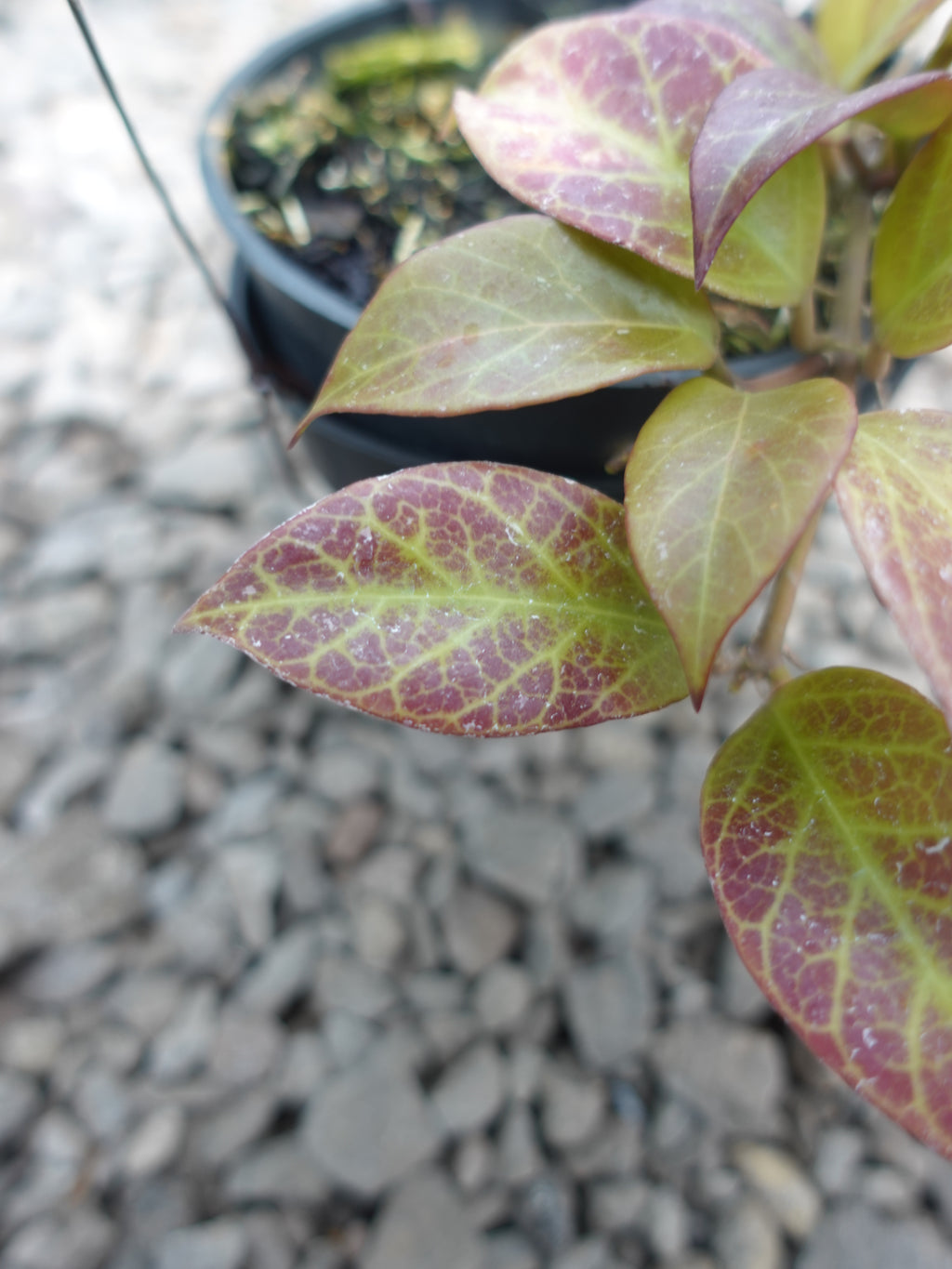 Hoya Sunrise