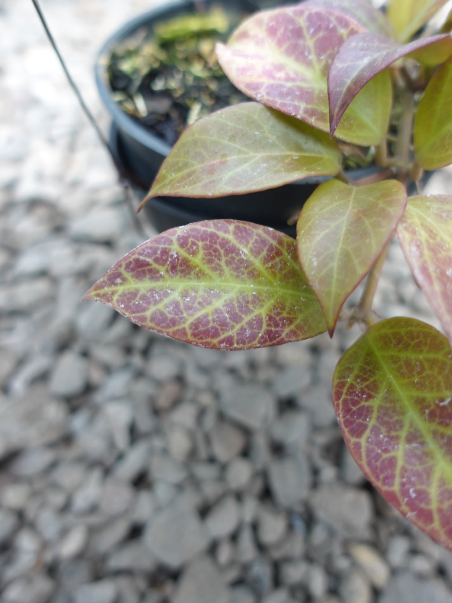 Hoya Sunrise