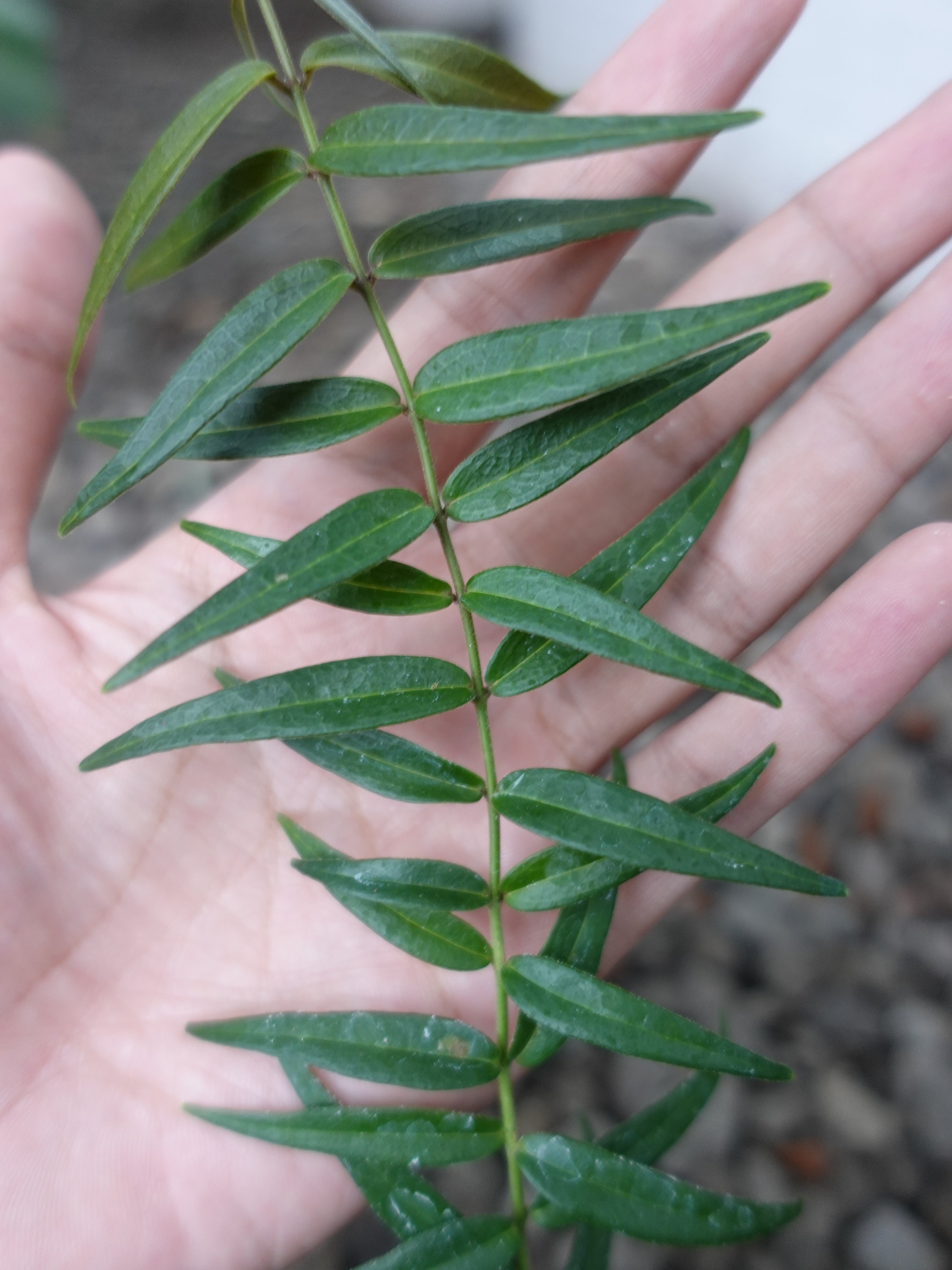Hoya Oligantha