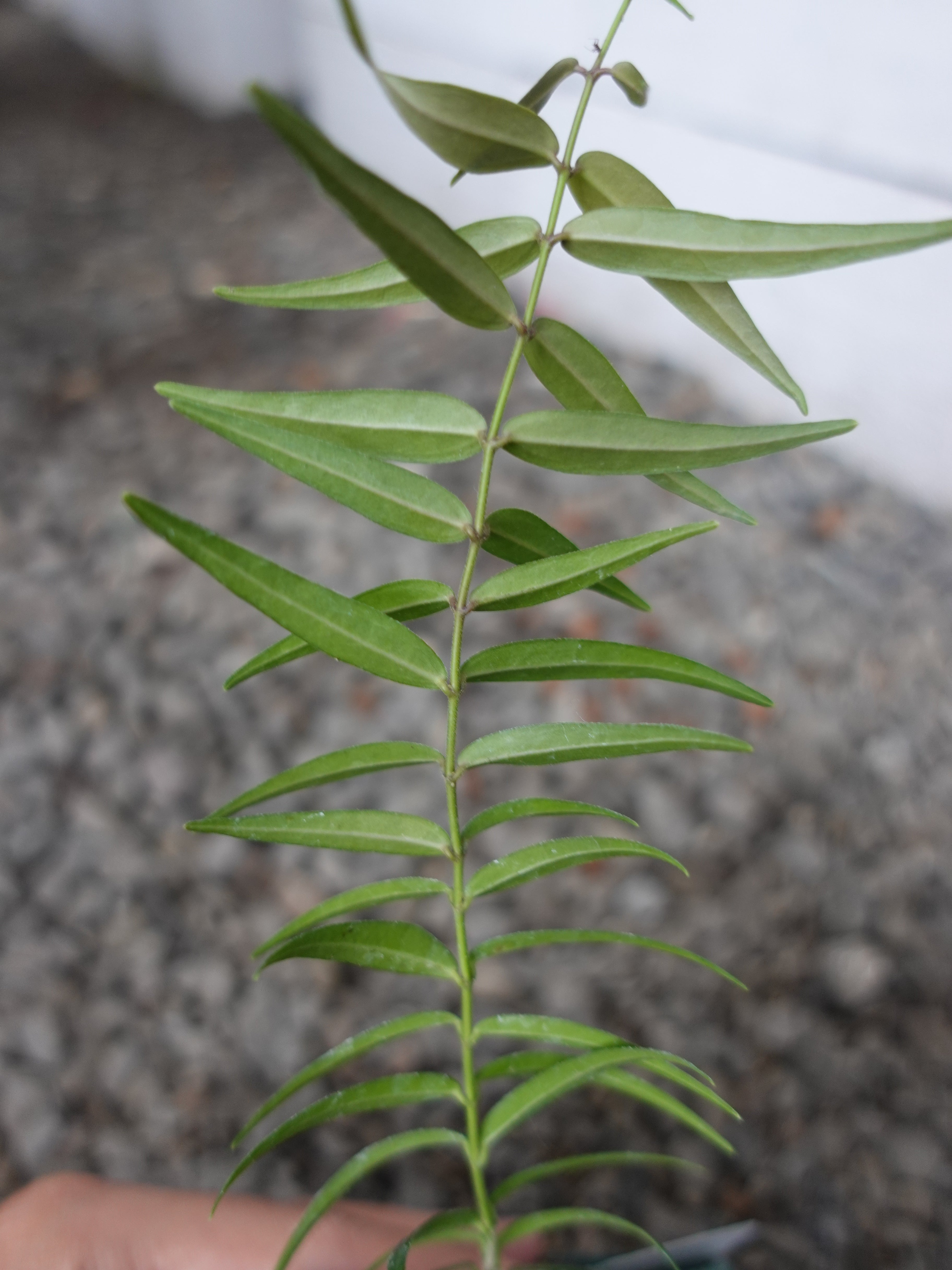 Hoya Oligantha