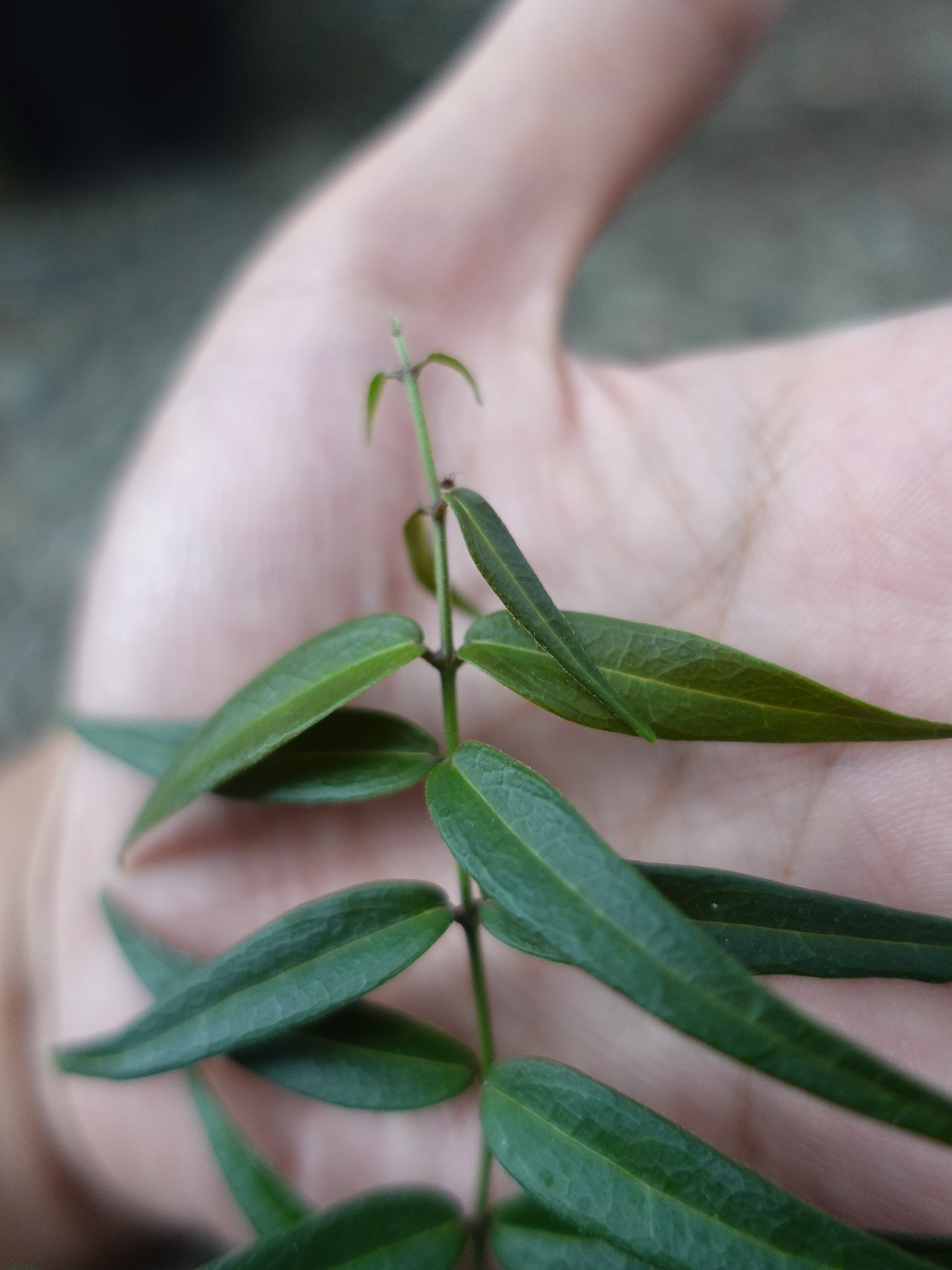 Hoya Oligantha