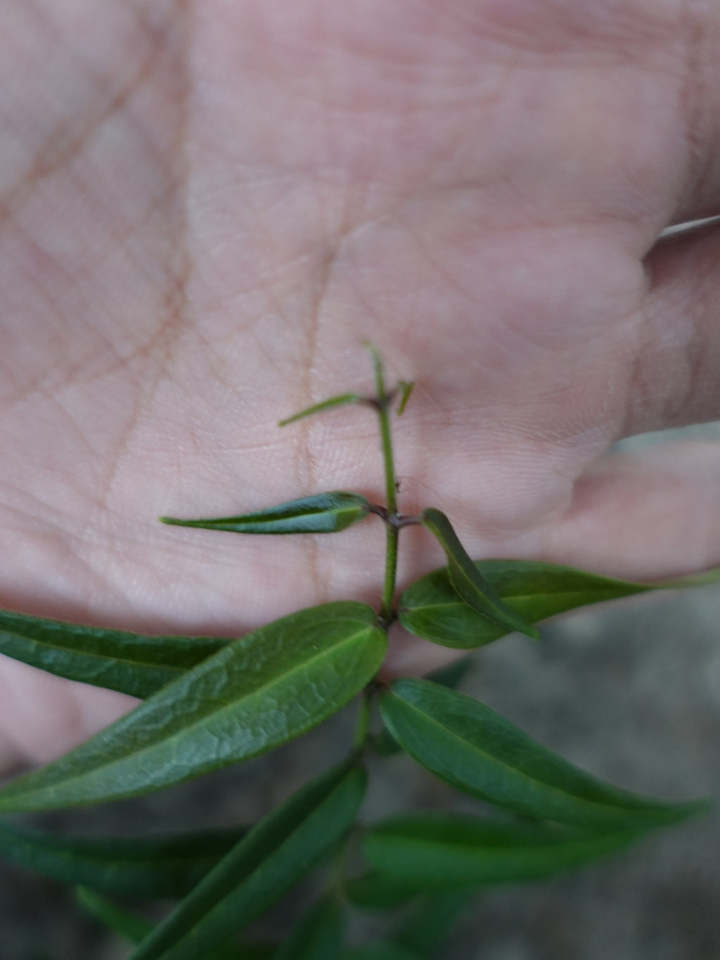 Hoya Oligantha