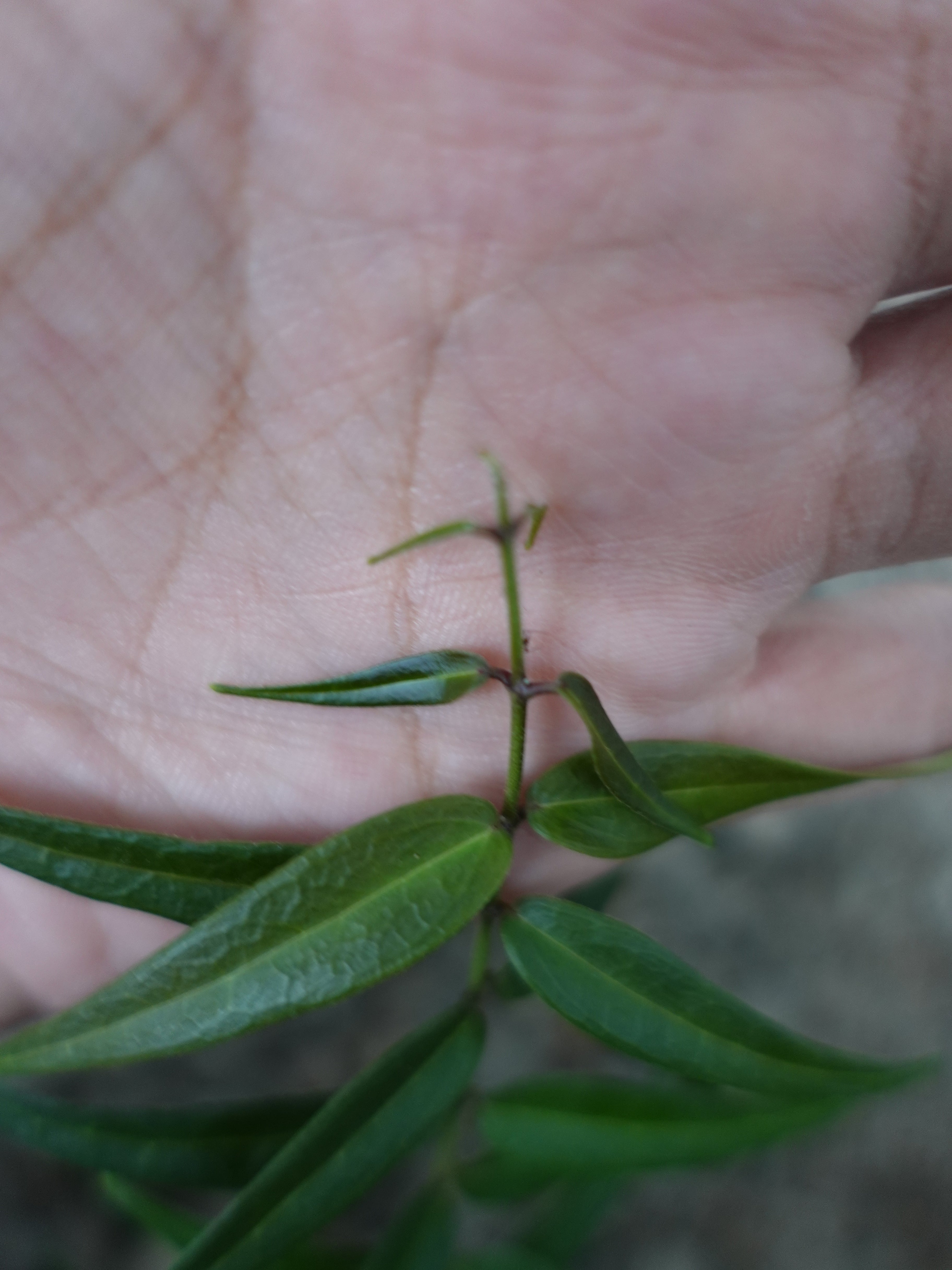 Hoya Oligantha