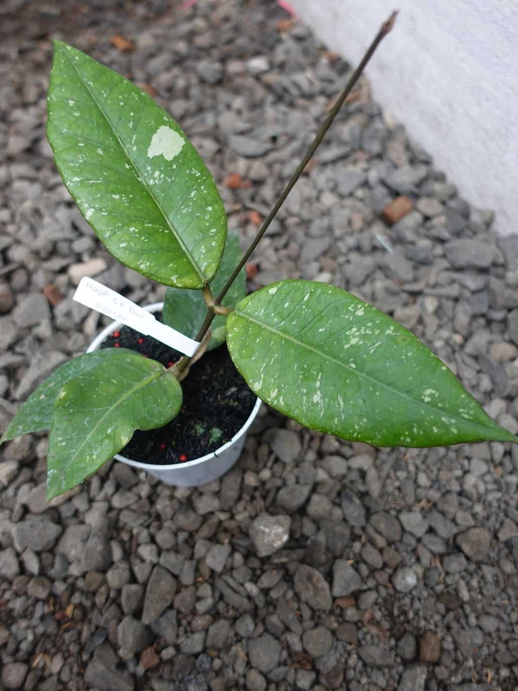 Hoya Agusen
