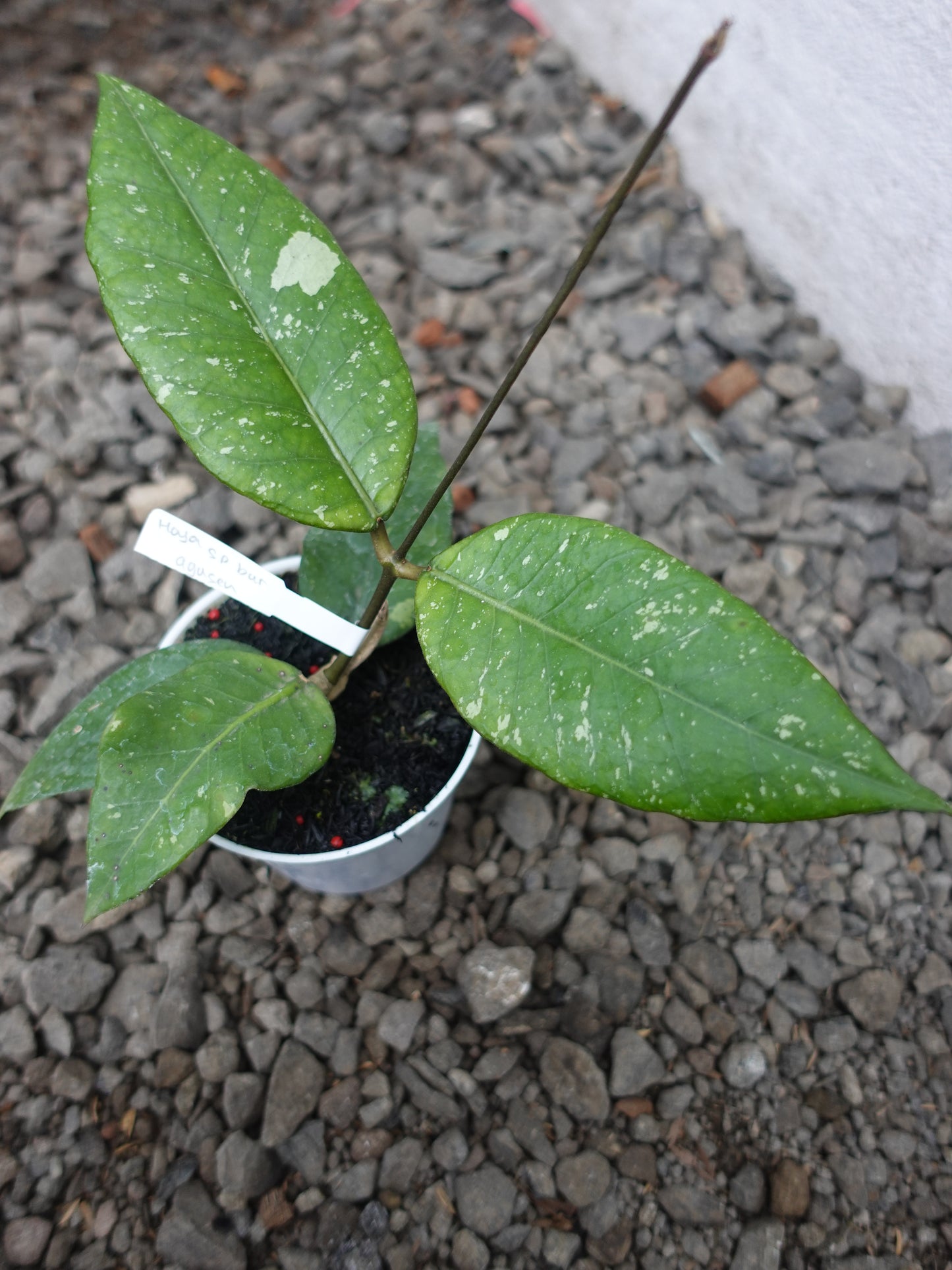 Hoya Agusen