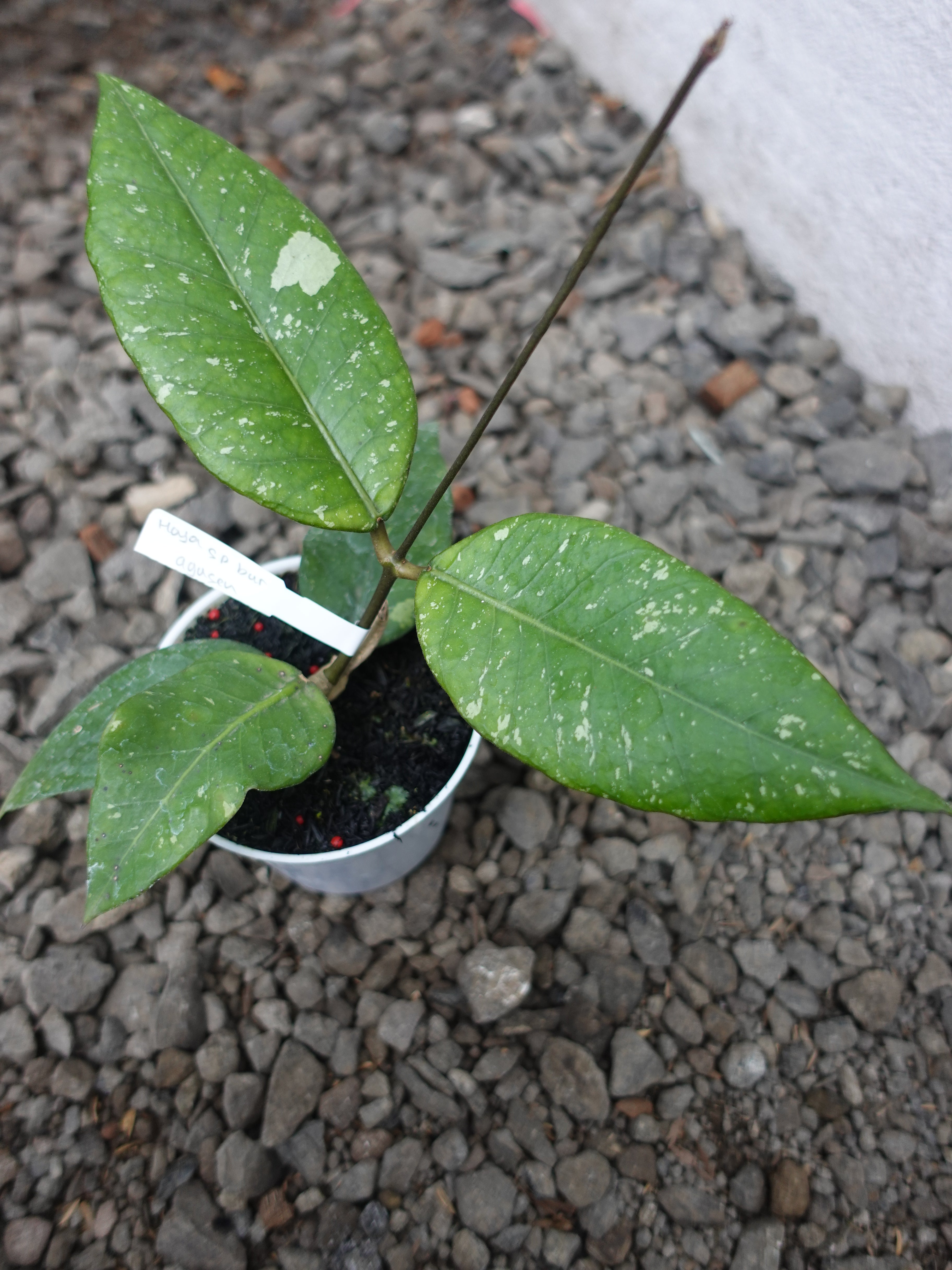Hoya Agusen