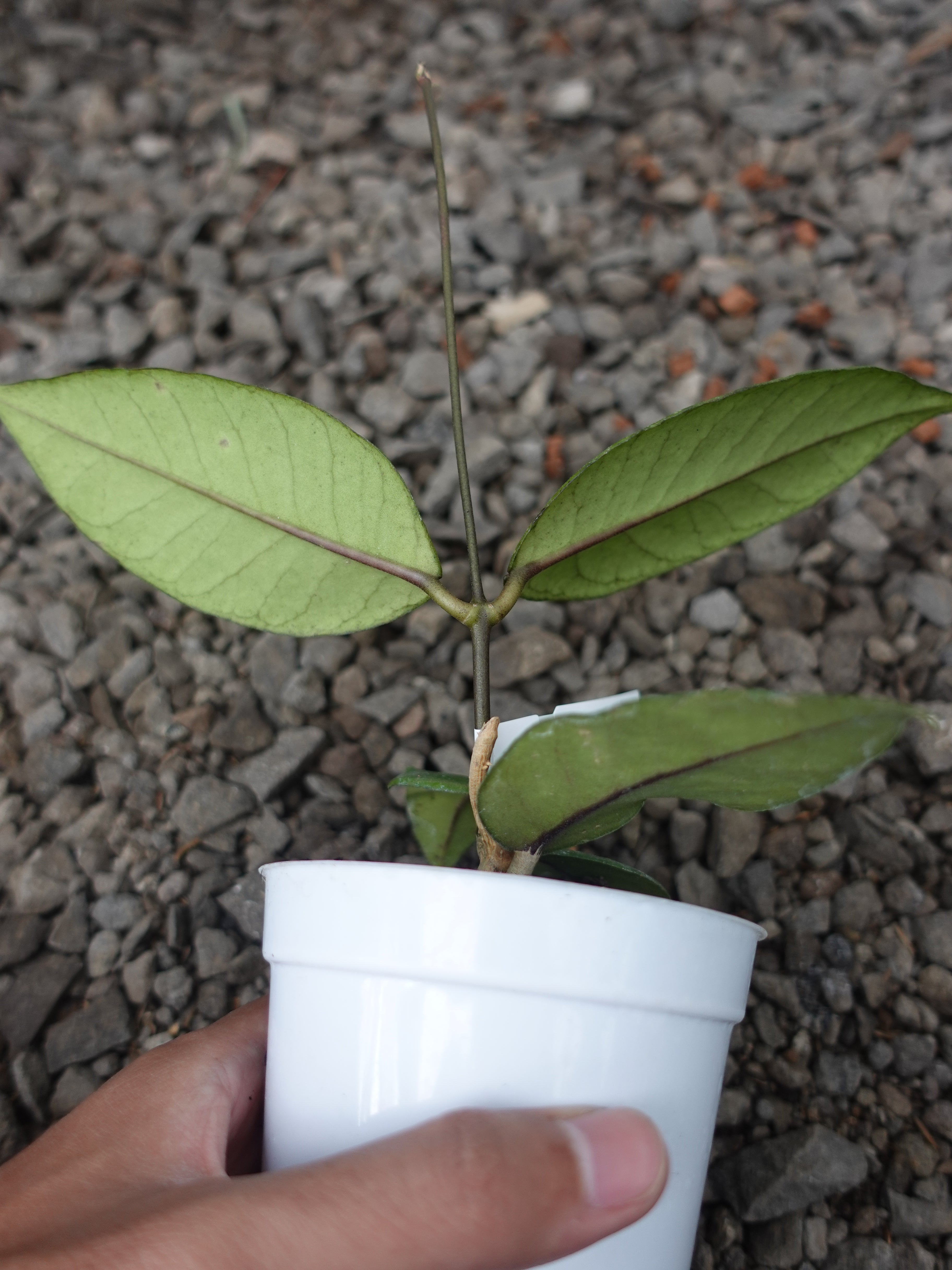 Hoya Agusen