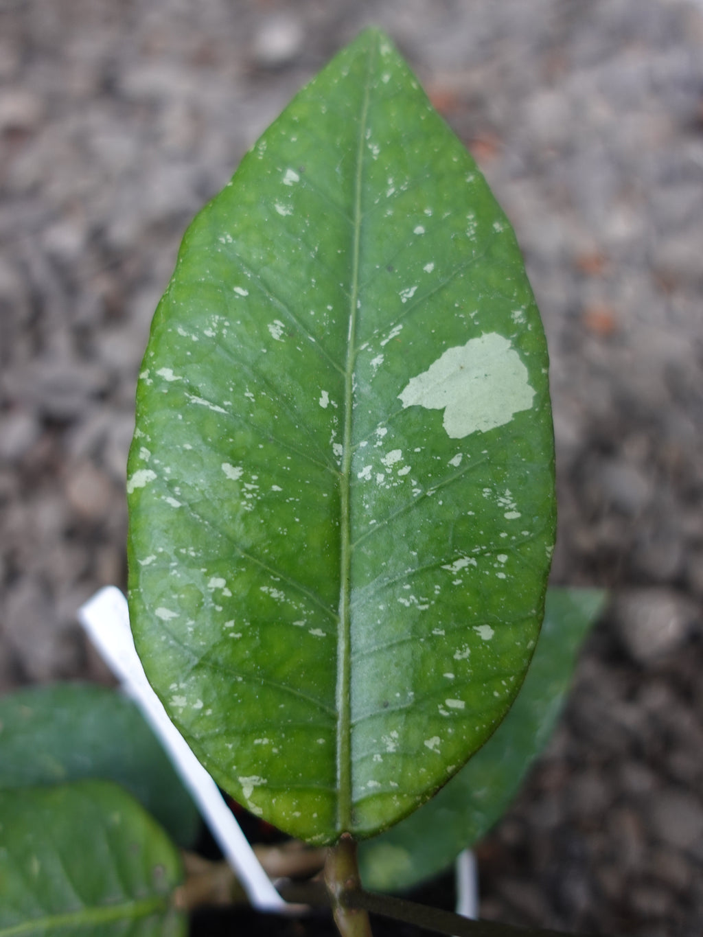 Hoya Agusen