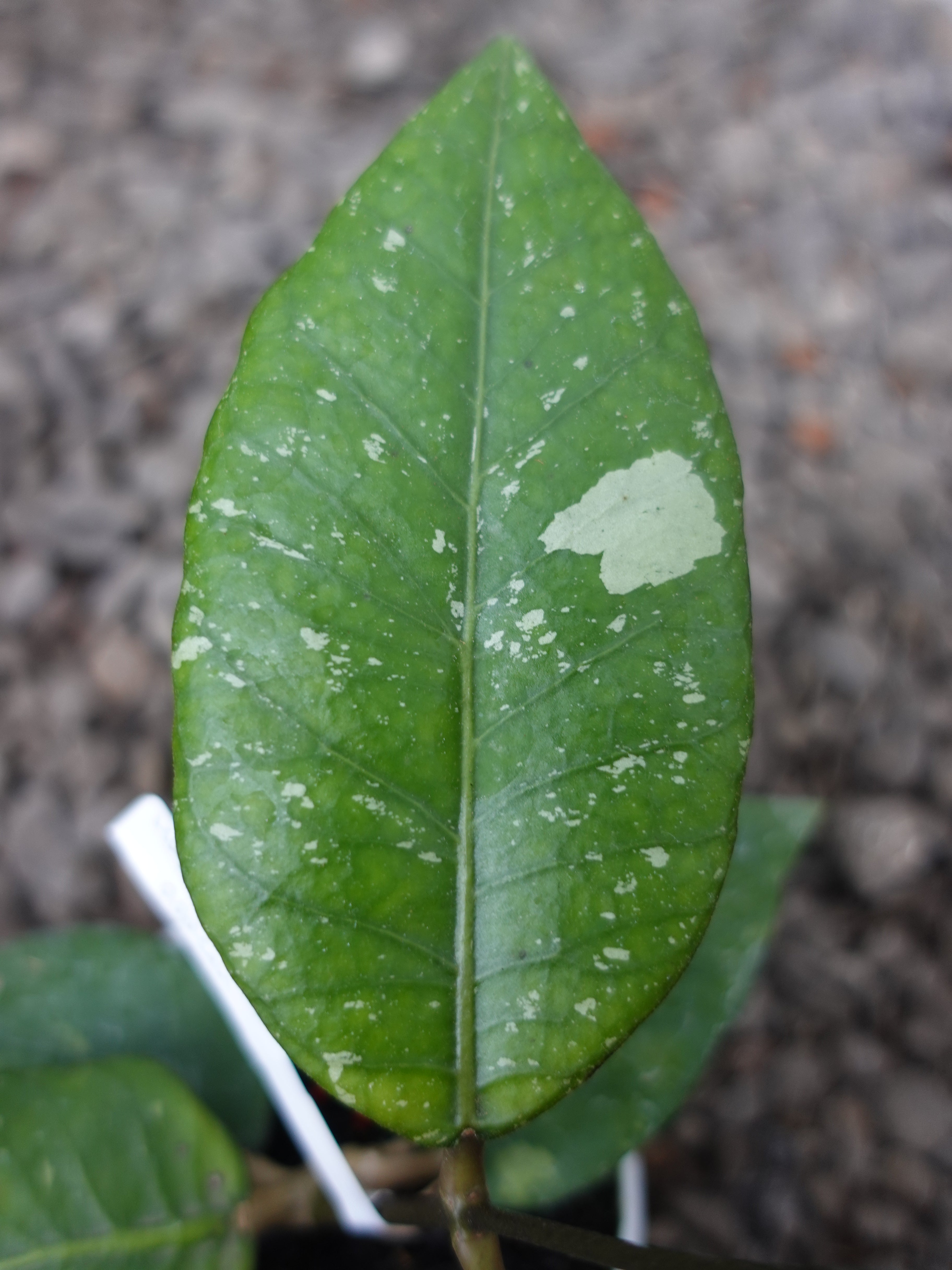 Hoya Agusen