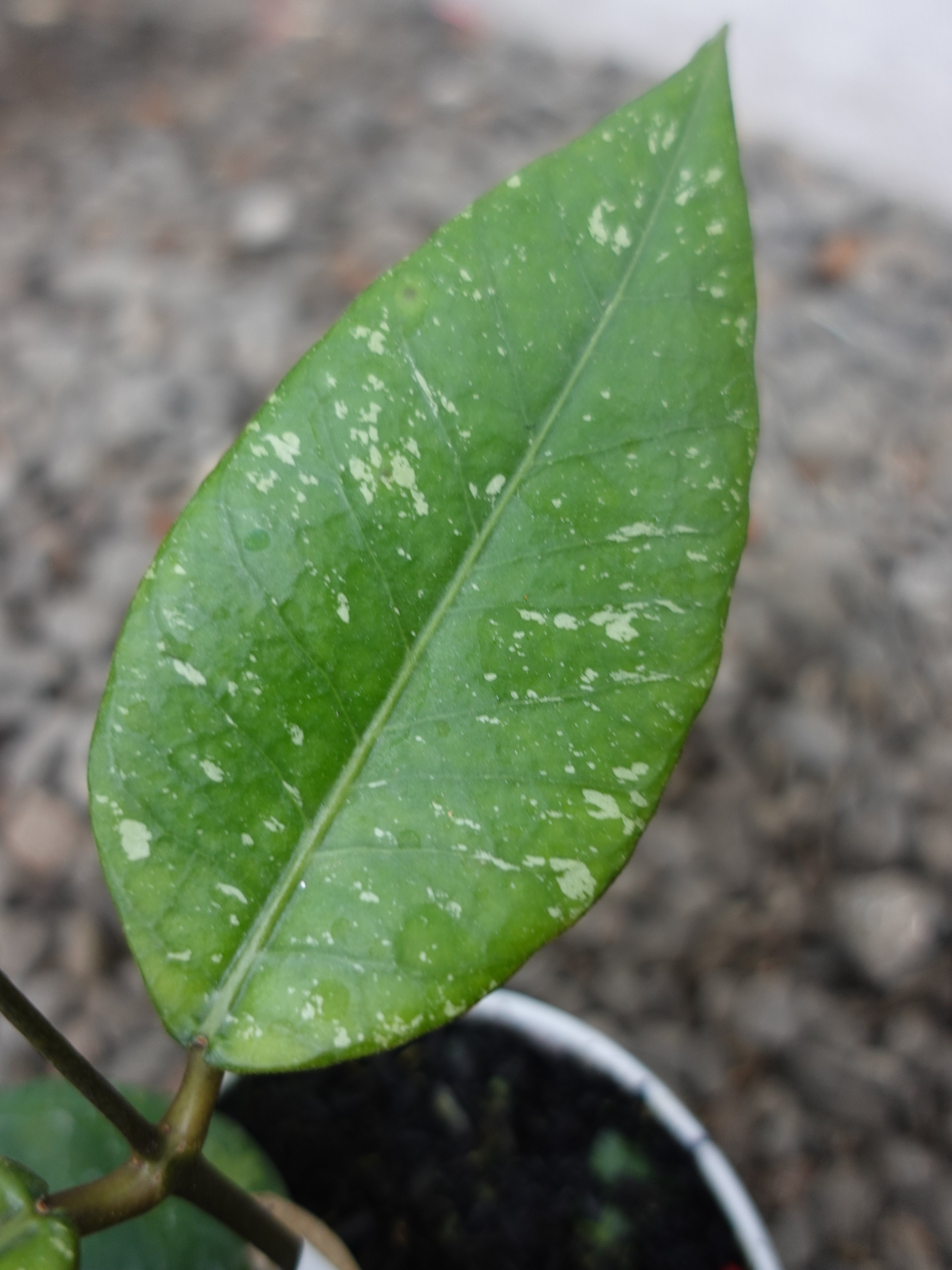 Hoya Agusen