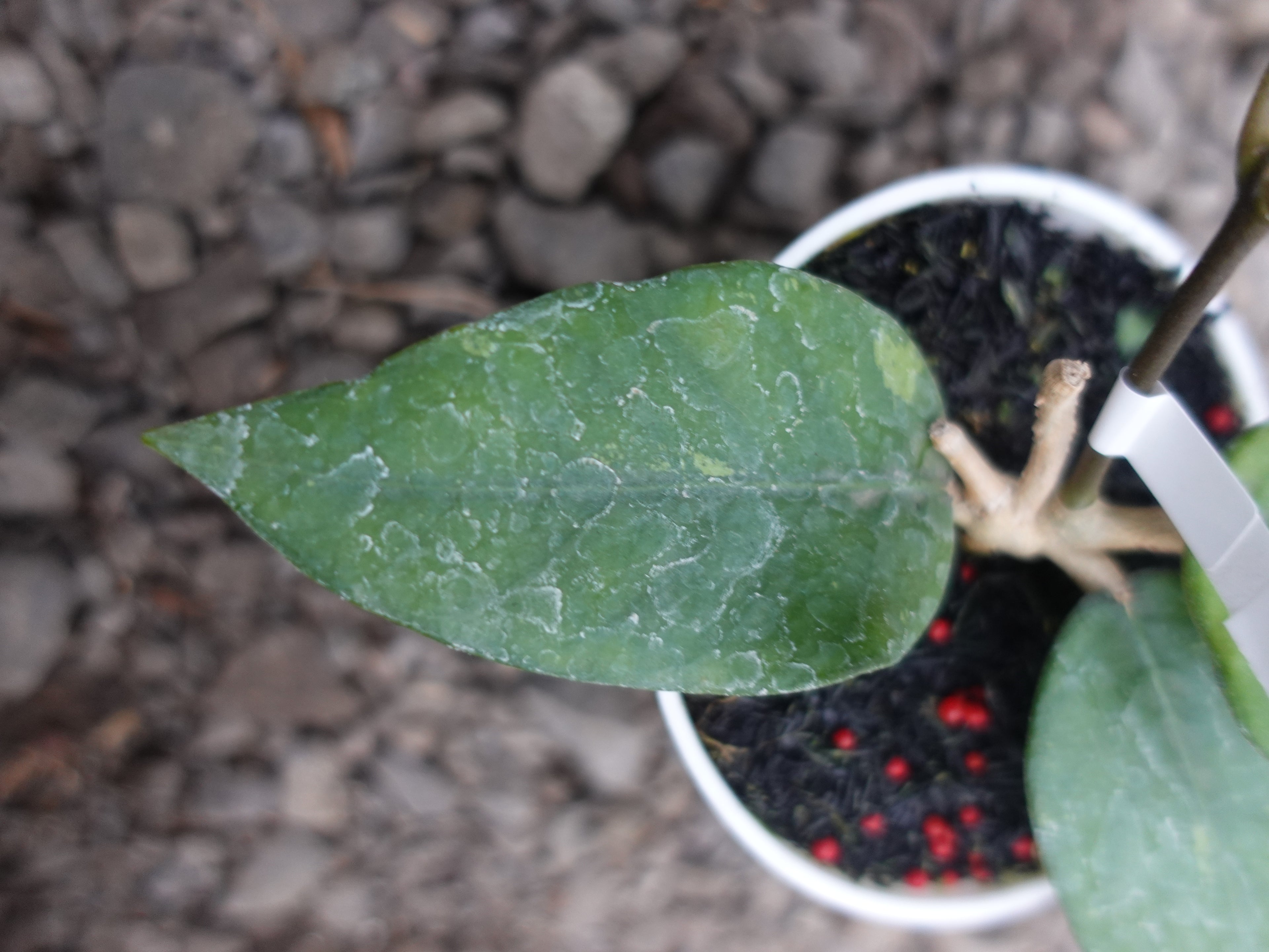 Hoya Agusen