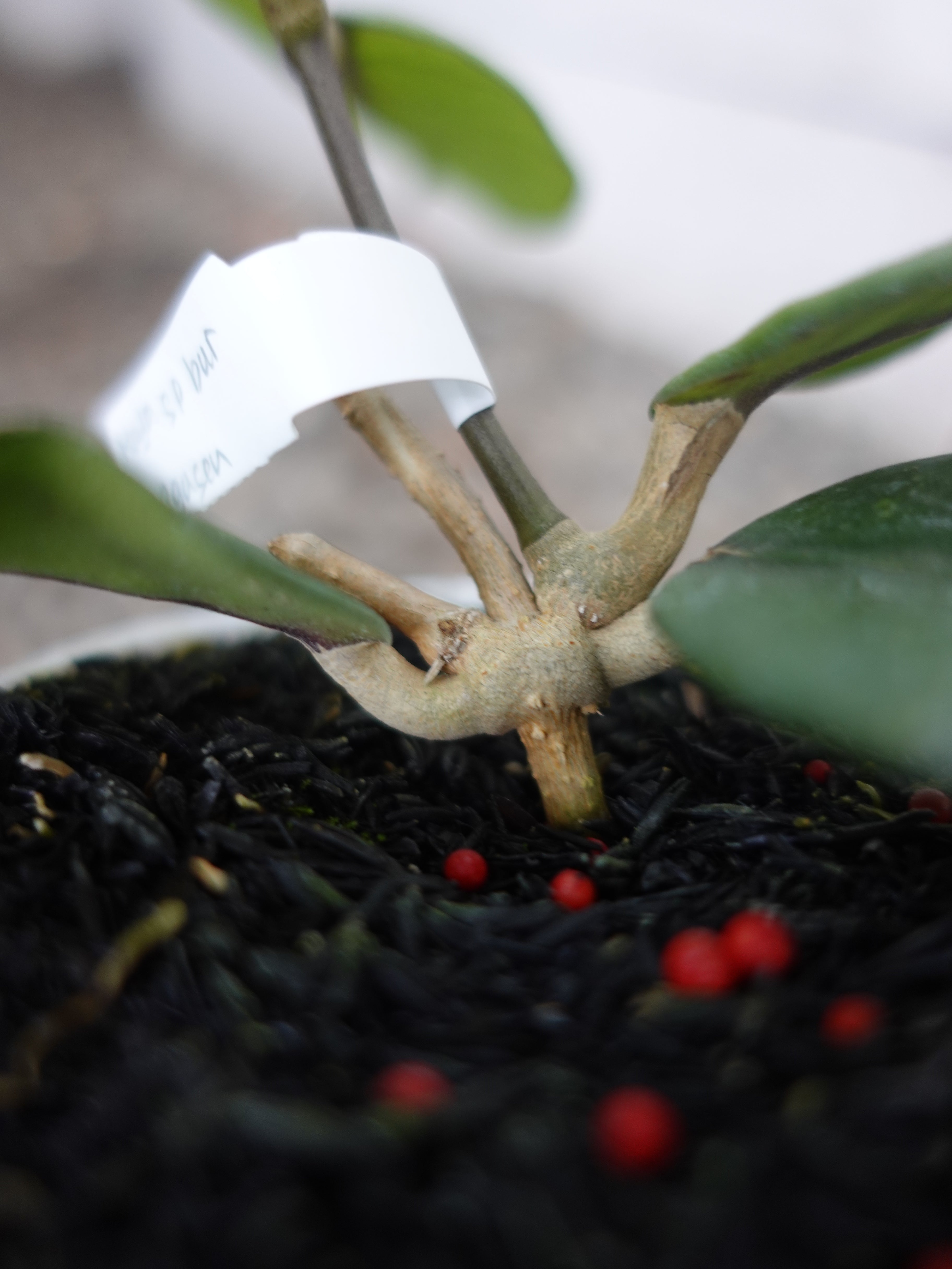 Hoya Agusen