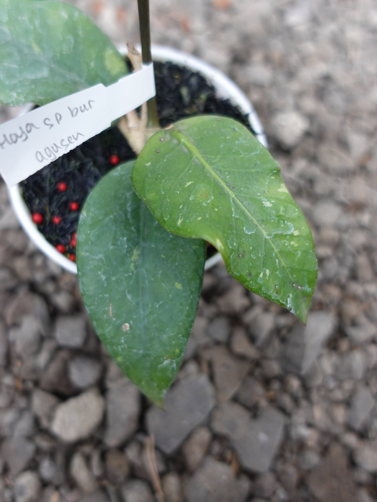 Hoya Agusen